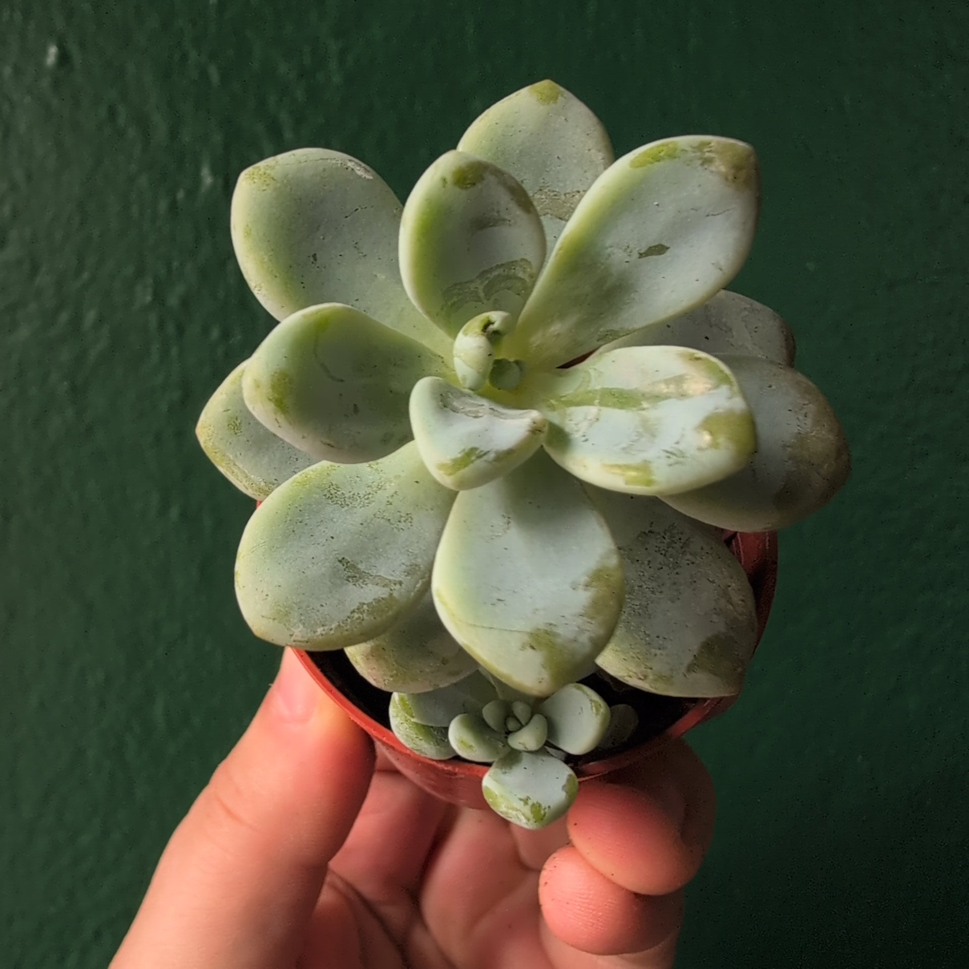 Sedum clavatum (Tiscalatengo Gorge Sedum)