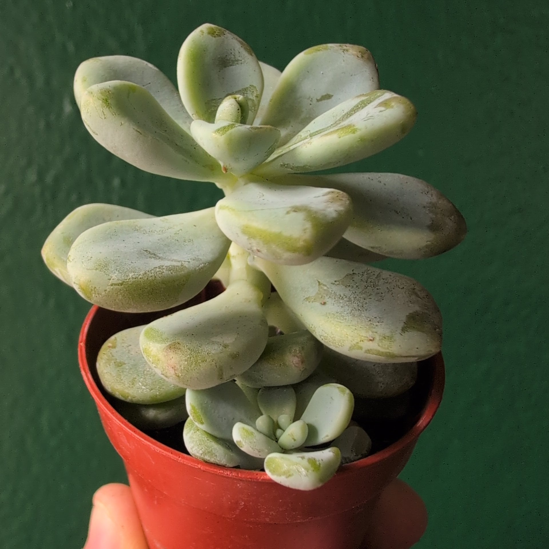 Sedum clavatum (Tiscalatengo Gorge Sedum)