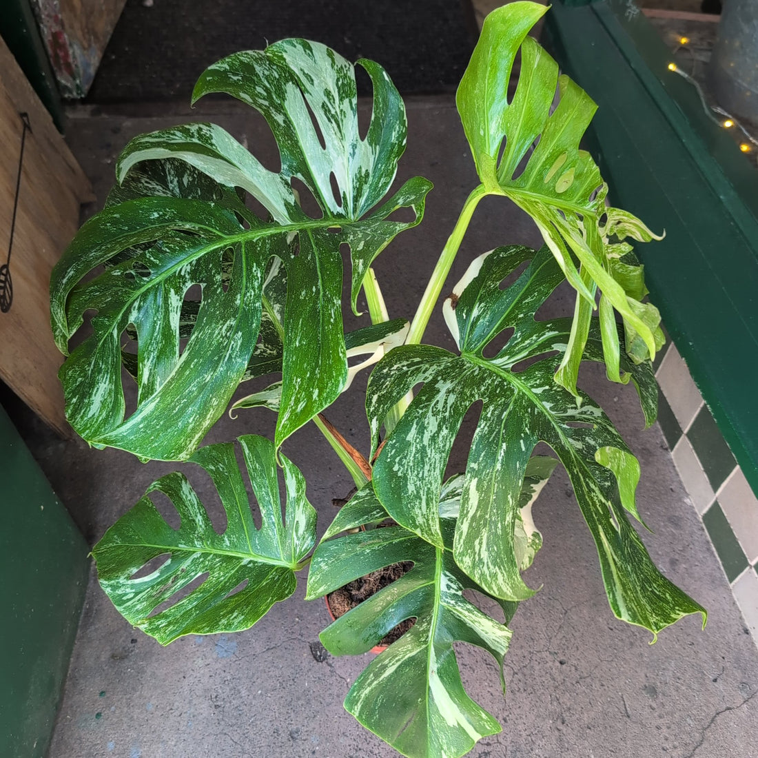 Monstera deliciosa &