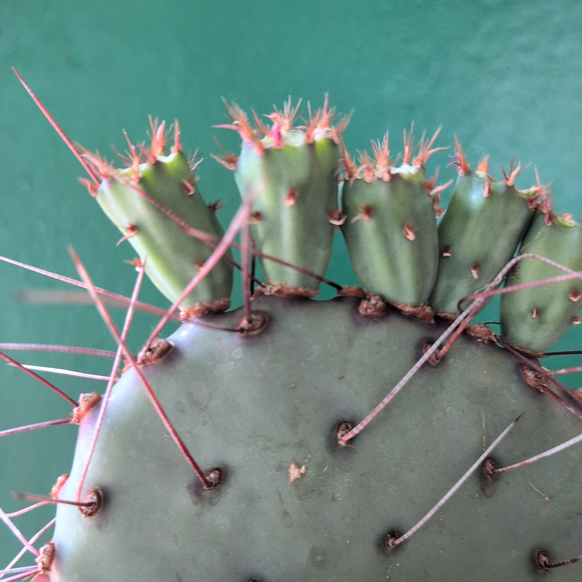 Opuntia azurea (Purple Prickly Pear)