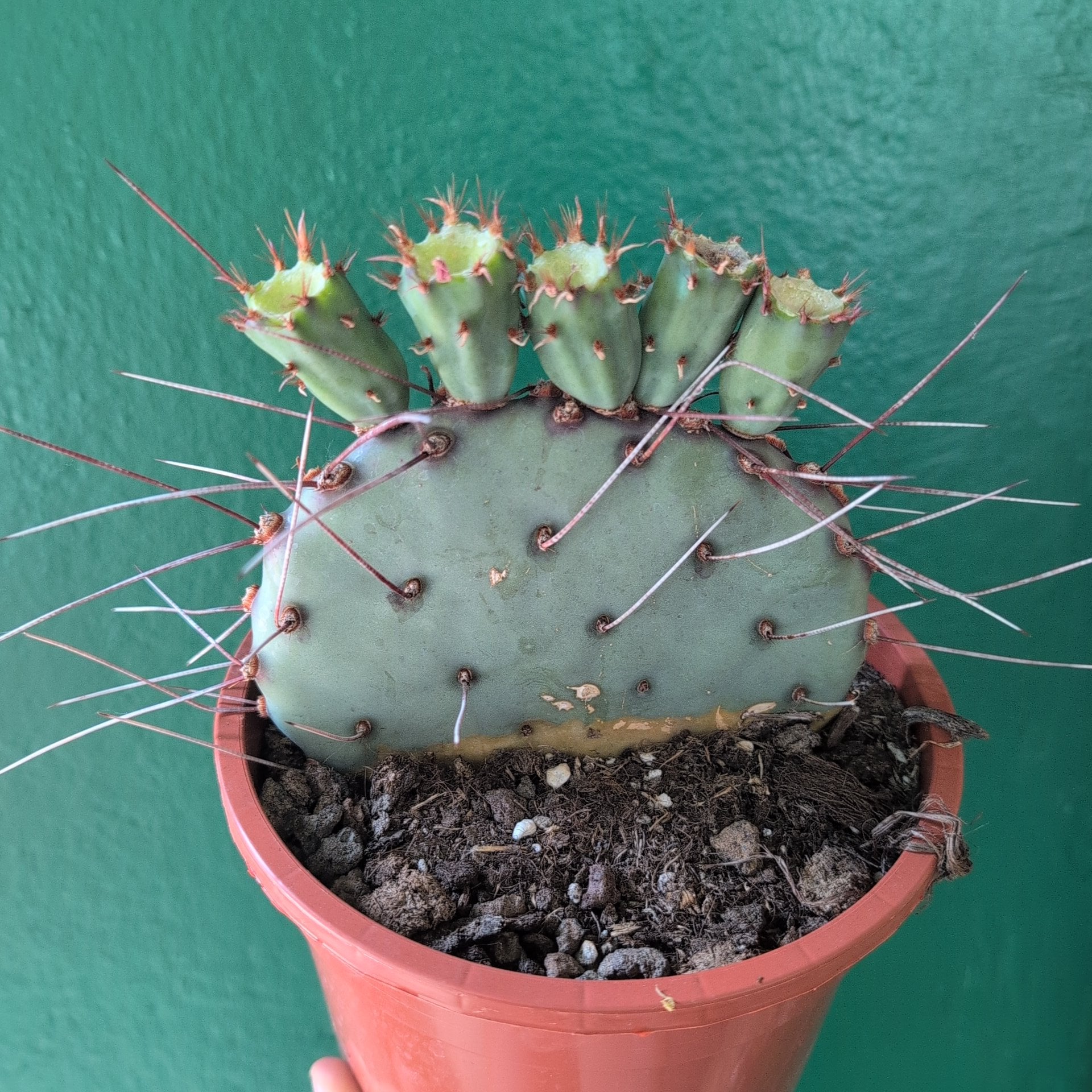 Opuntia azurea (Purple Prickly Pear)