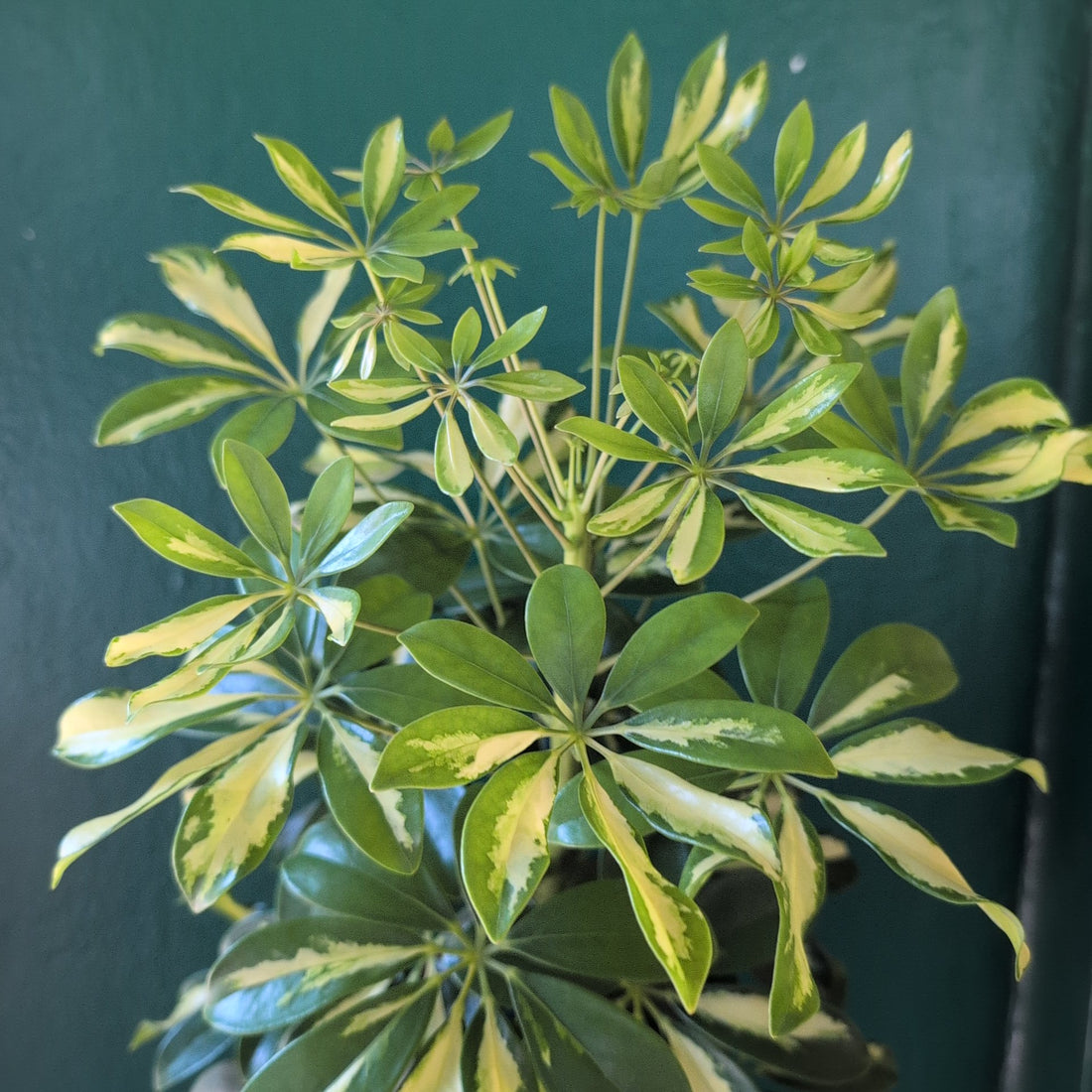 Schefflera arboricola &