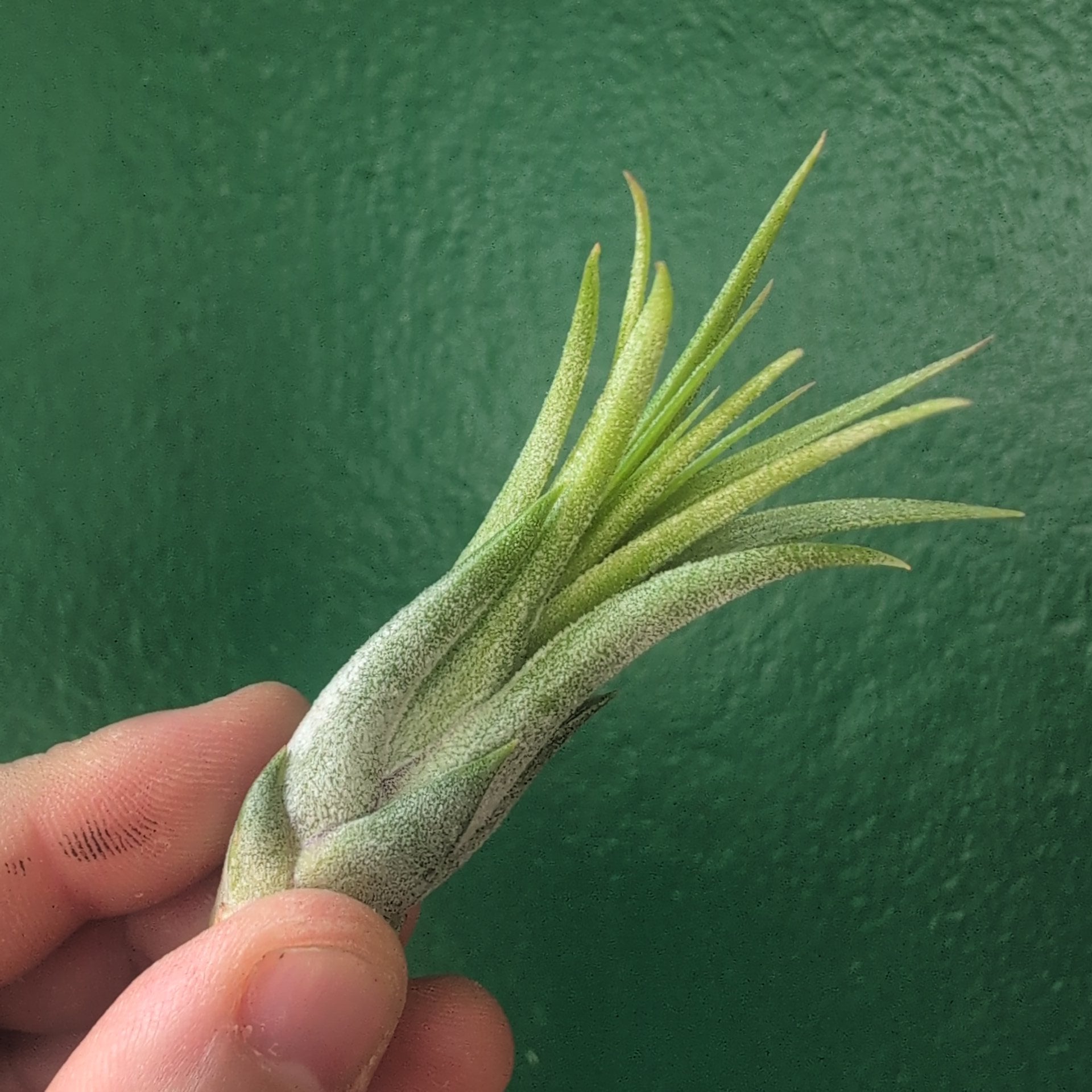 Tillandsia Circinata (Air Plant)