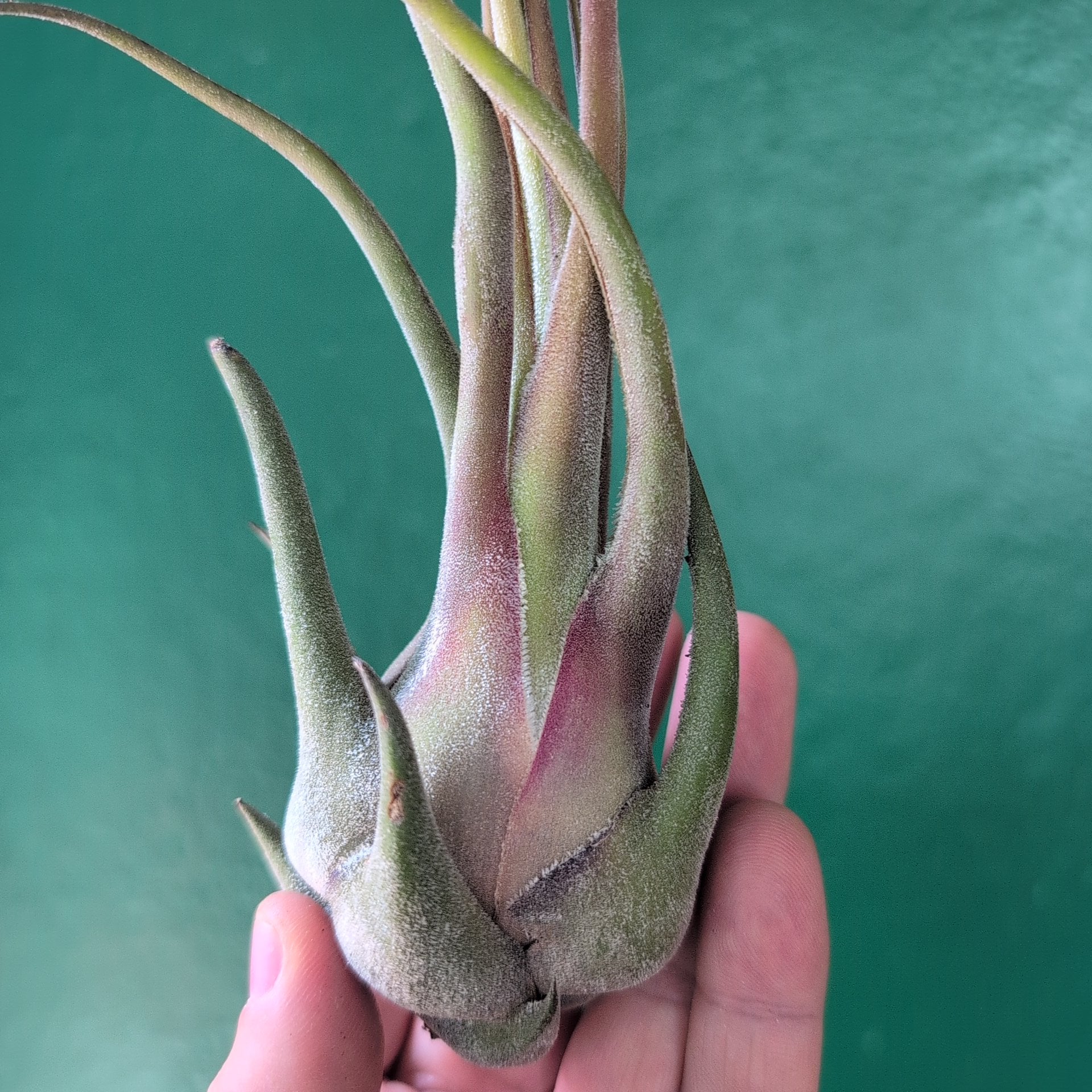Tillandsia Seleriana (Air Plant)