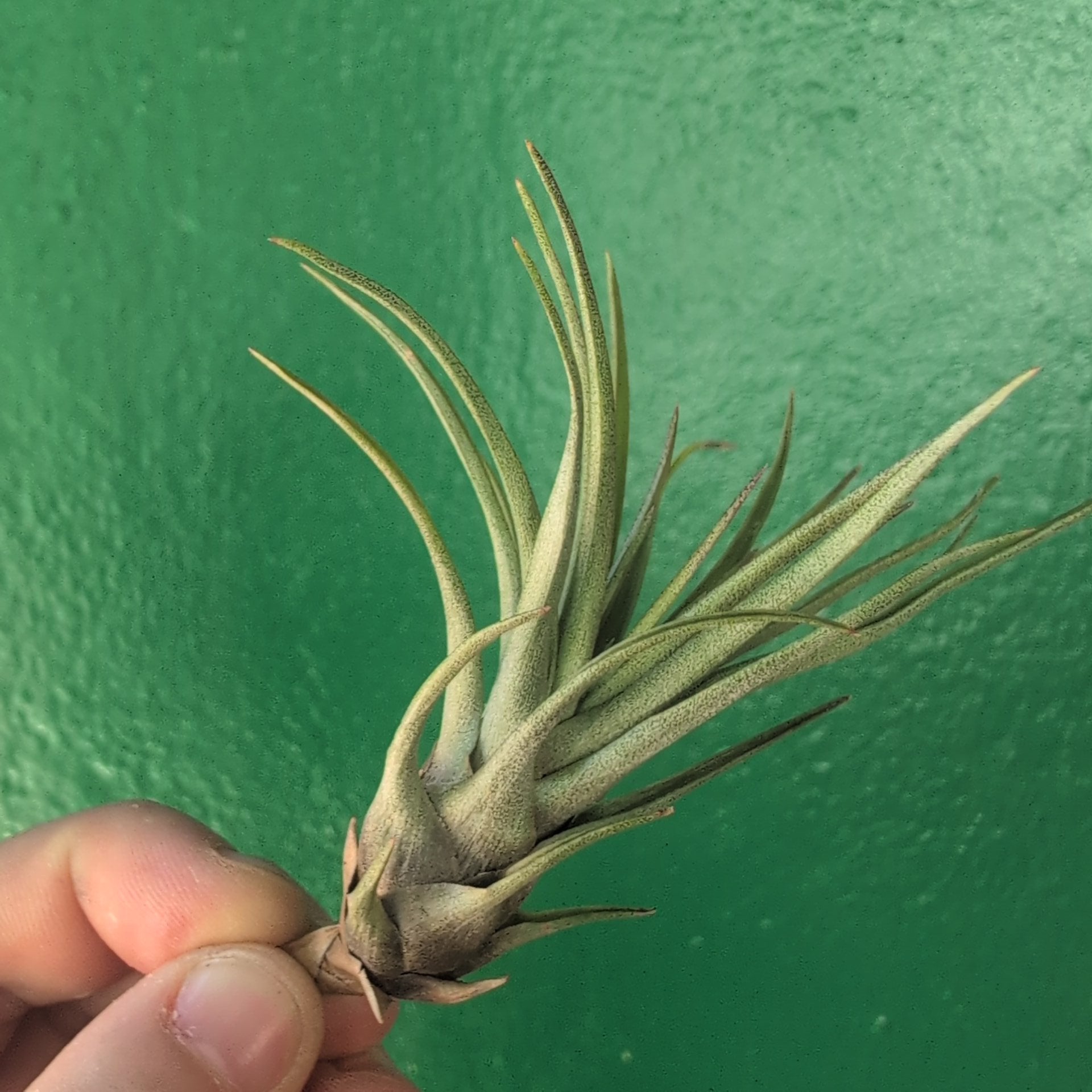 Tillandsia Tricolour Melanocrater (Air Plant)