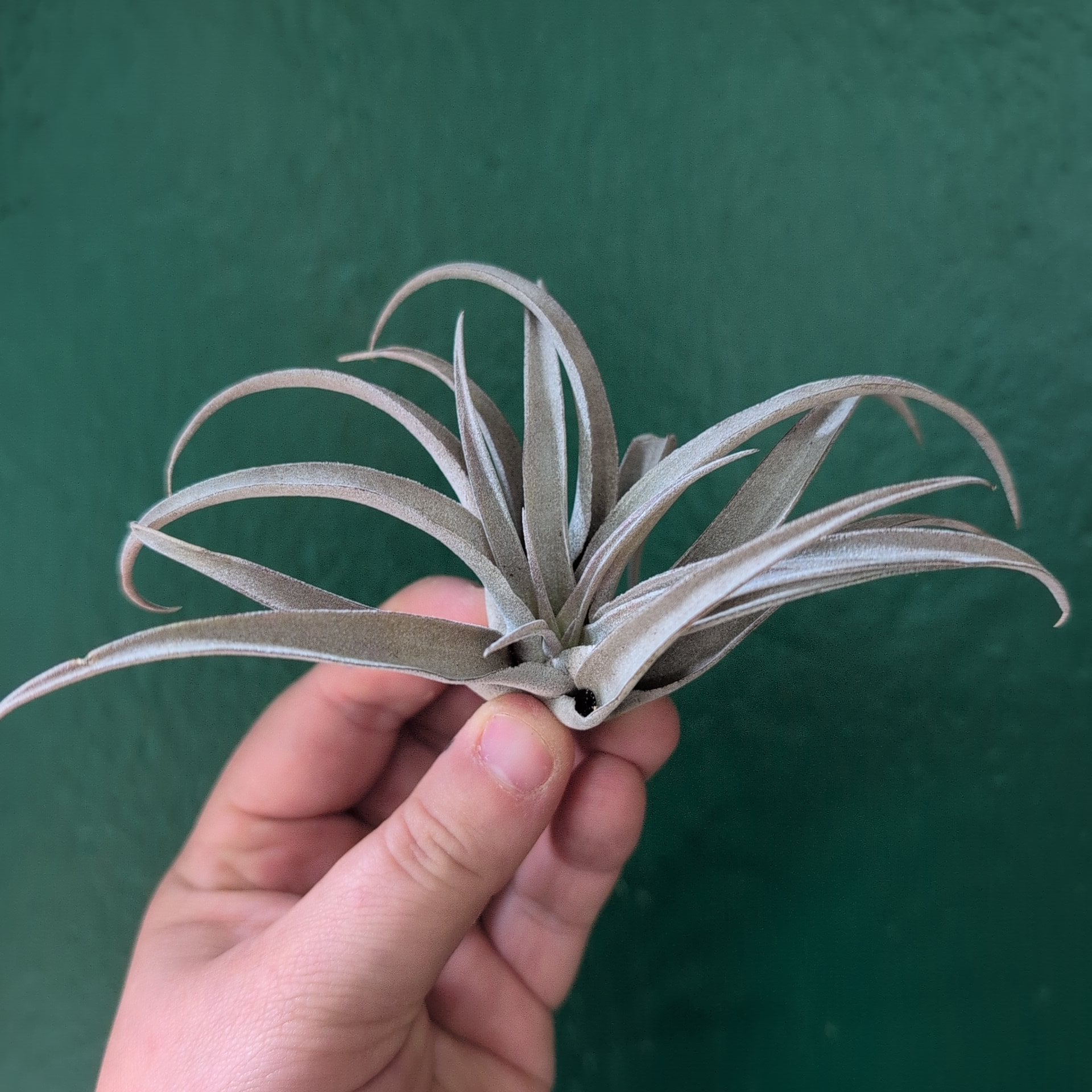 Tillandsia Capitata Peach (Air Plant)