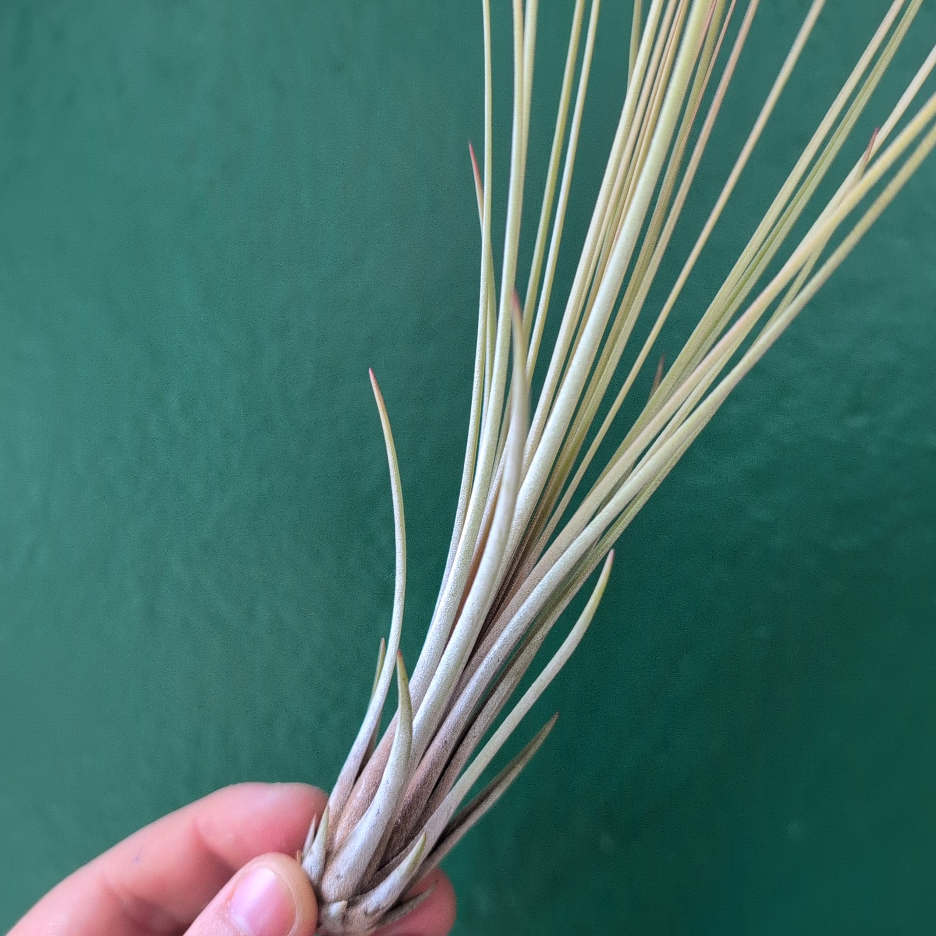 Tillandsia Juncea (Air Plant)