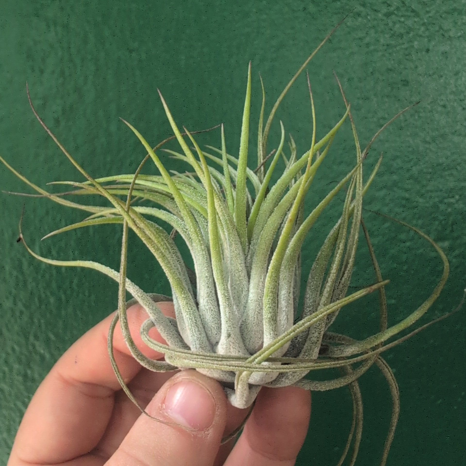 Tillandsia Ionantha scaposa (Air Plant)