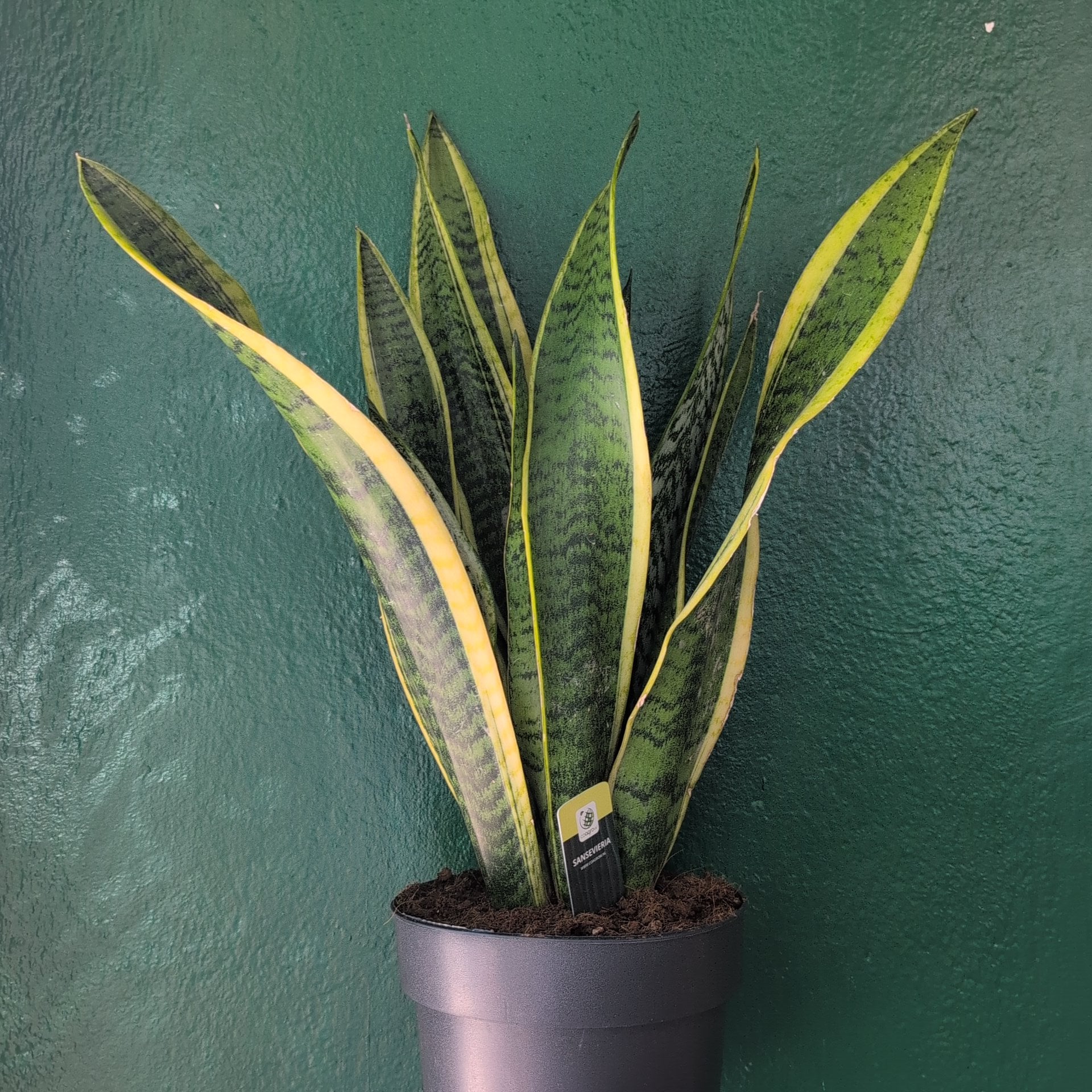 Sansevieria trifasciata &