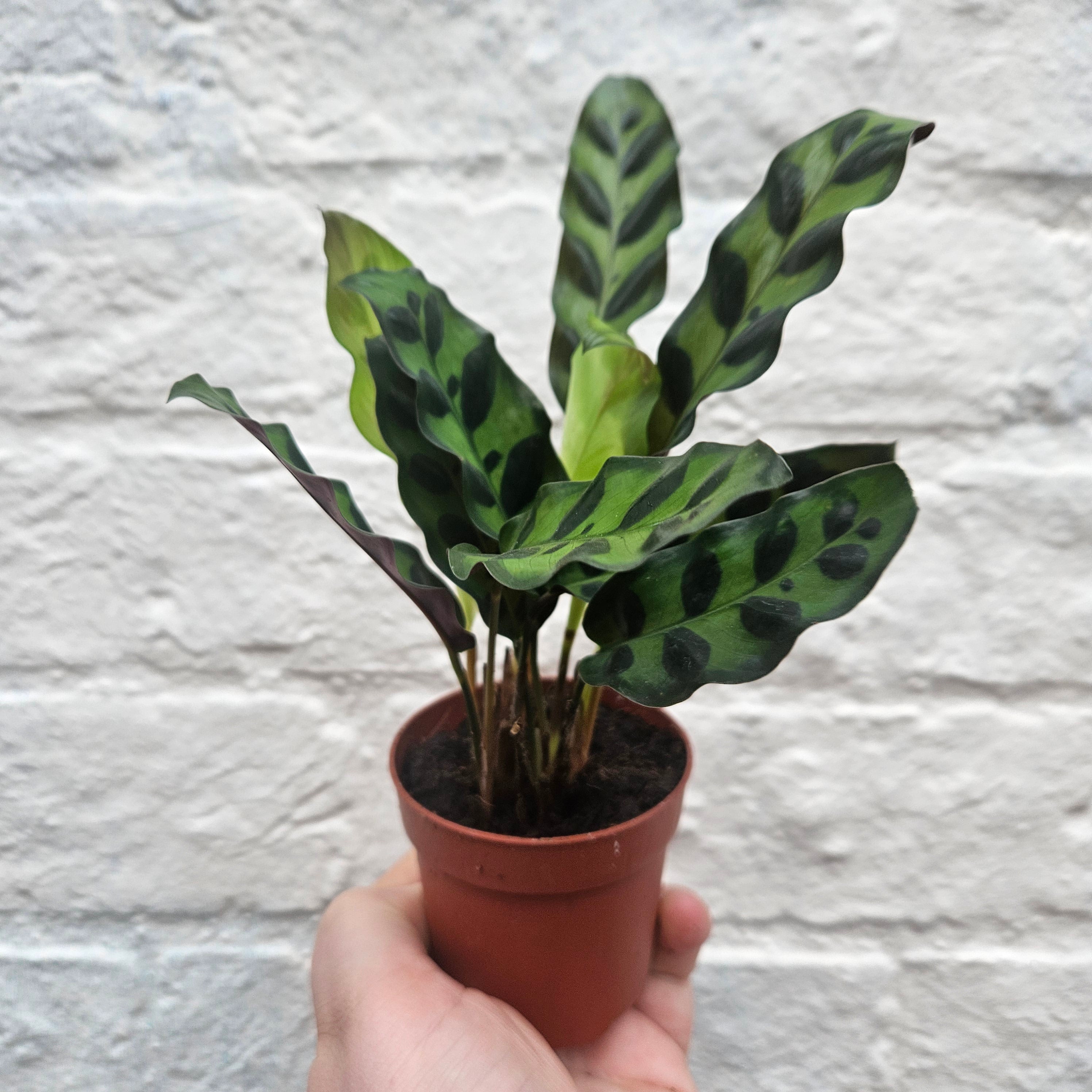 Goeppertia insignis syn. Calathea lancifolia (Rattlesnake plant/ Prayer Plant)