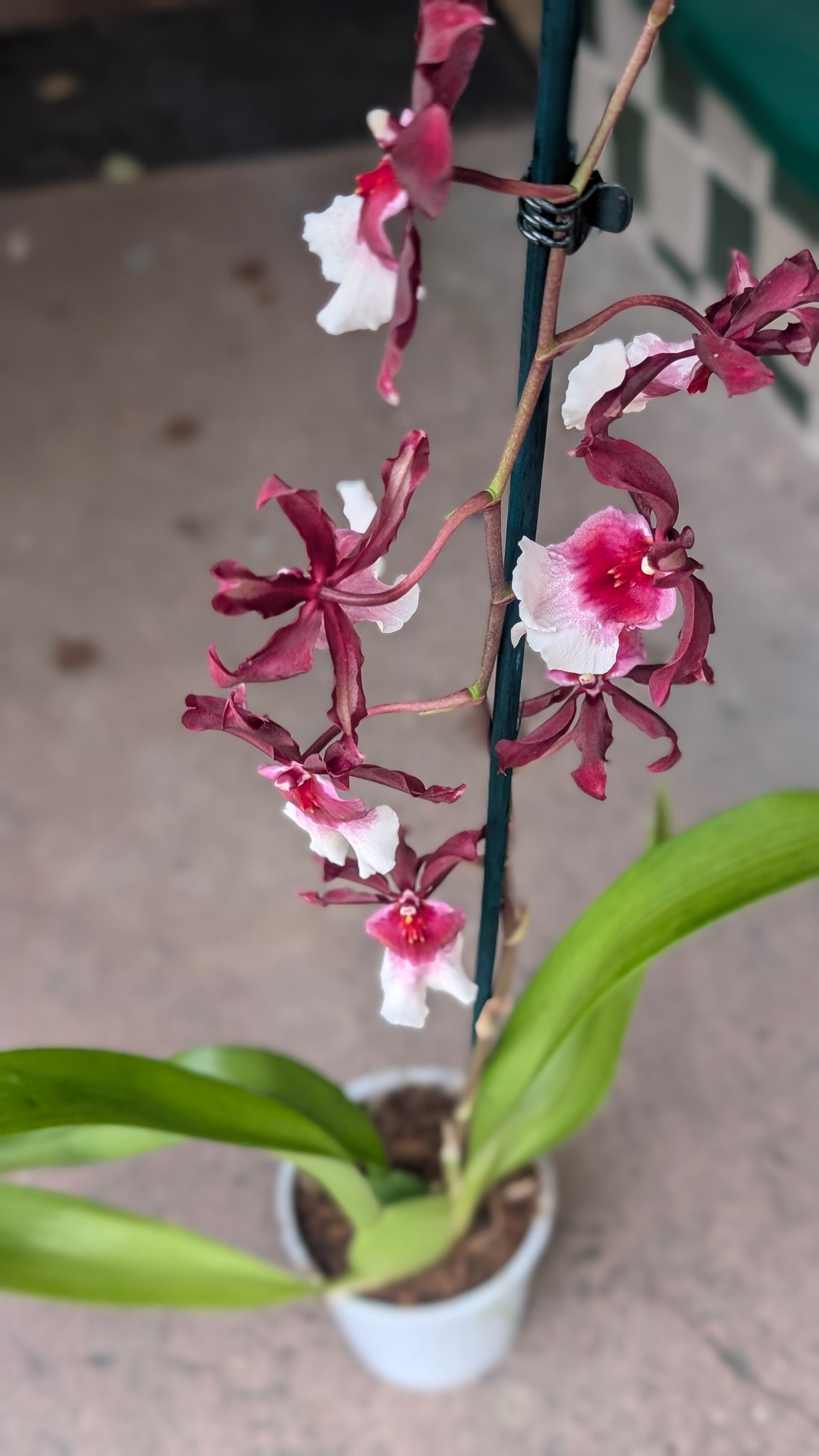 Miltonia Hybrid Orchid &