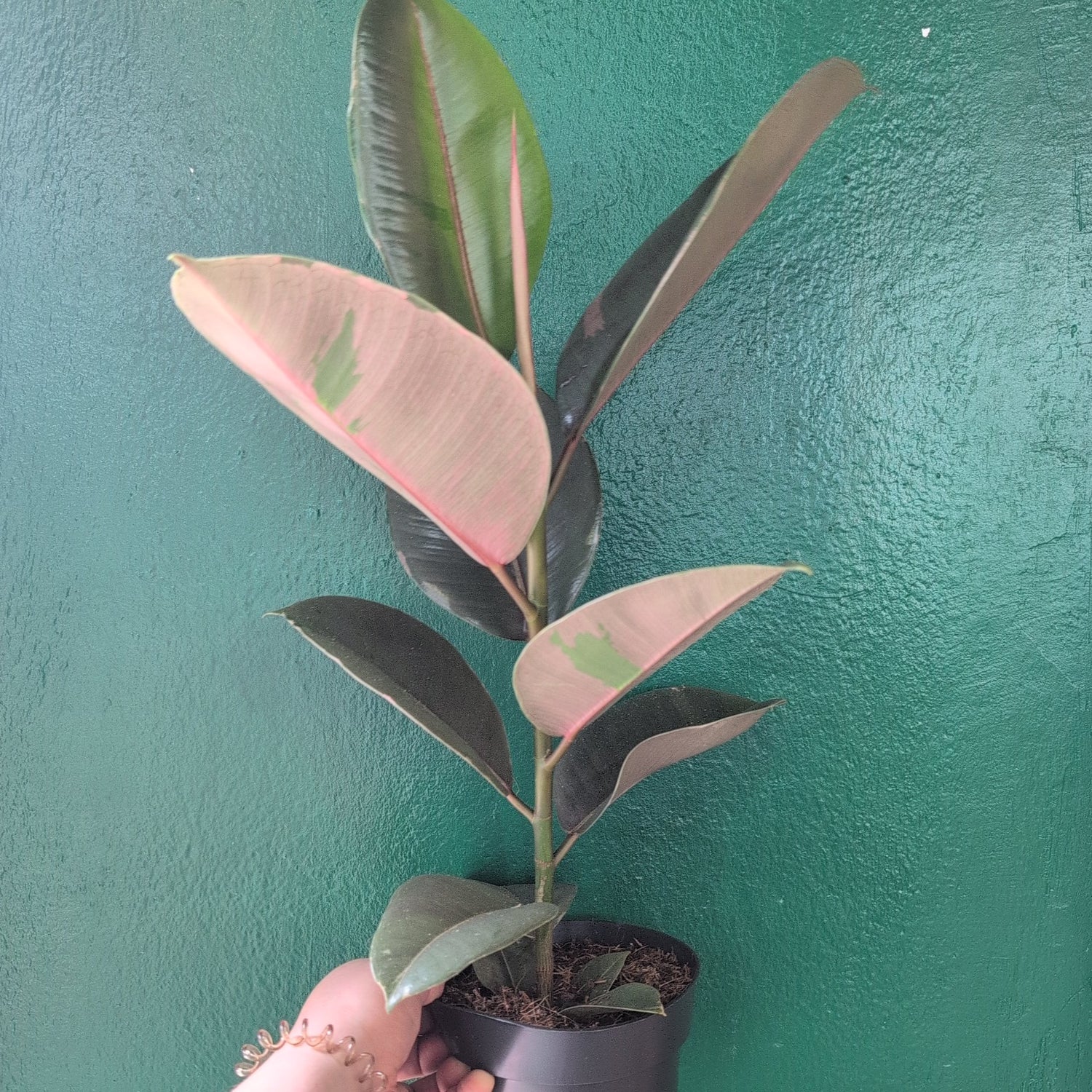 Ficus elastica (Rubber Plant)