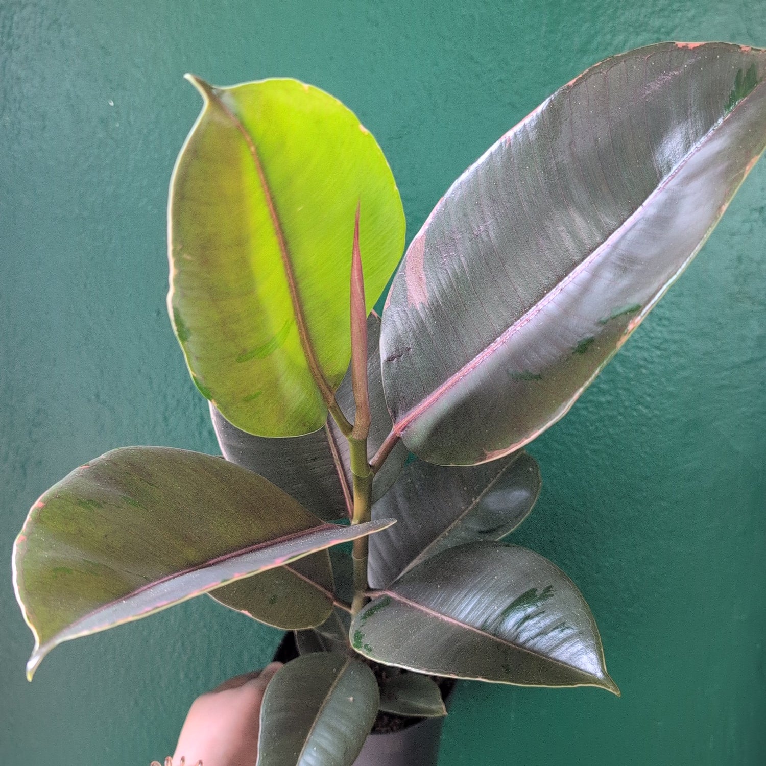 Ficus elastica (Rubber Plant)