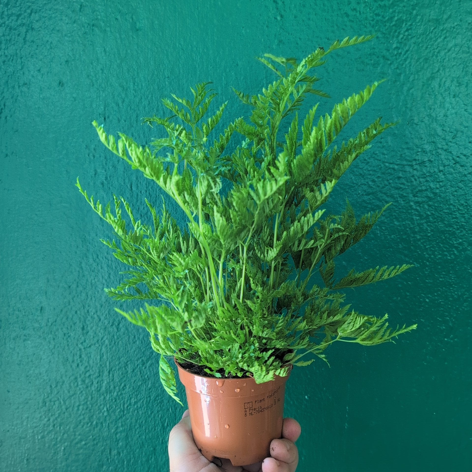Pteris straminea (Silver Ribbon Fern)