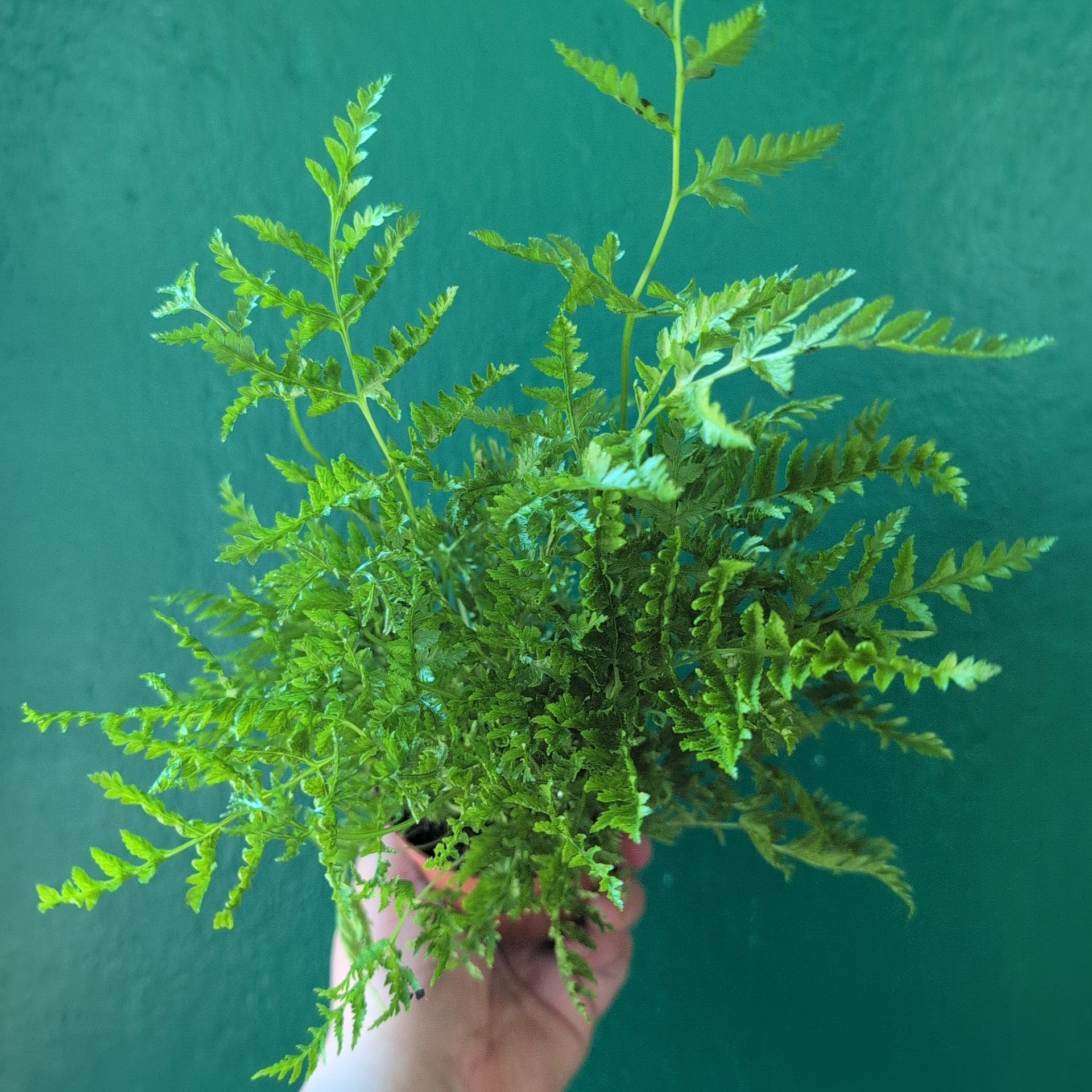 Pteris straminea (Silver Ribbon Fern)