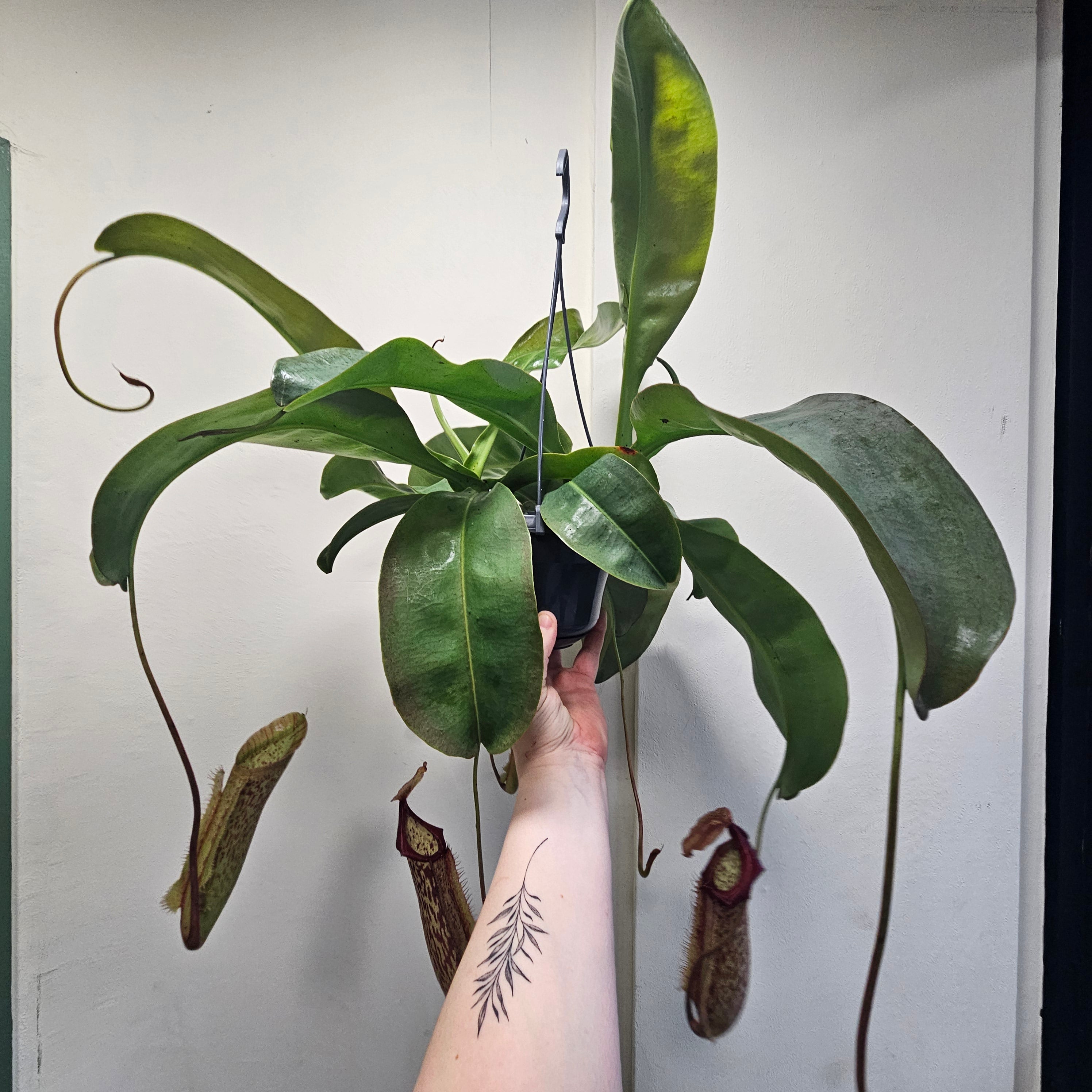 Nepenthes &