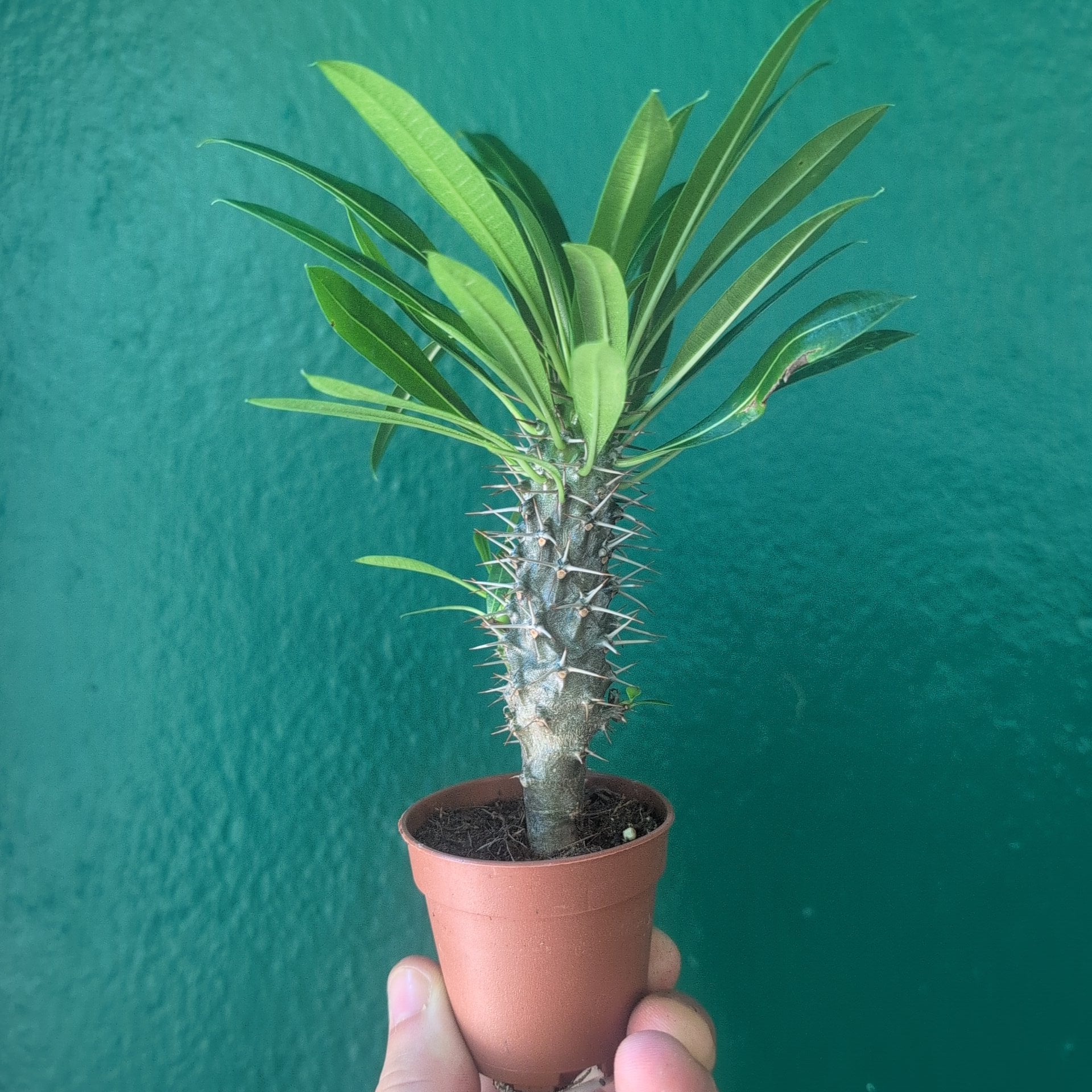 Pachypodium lamerei (Madagascar Palm)