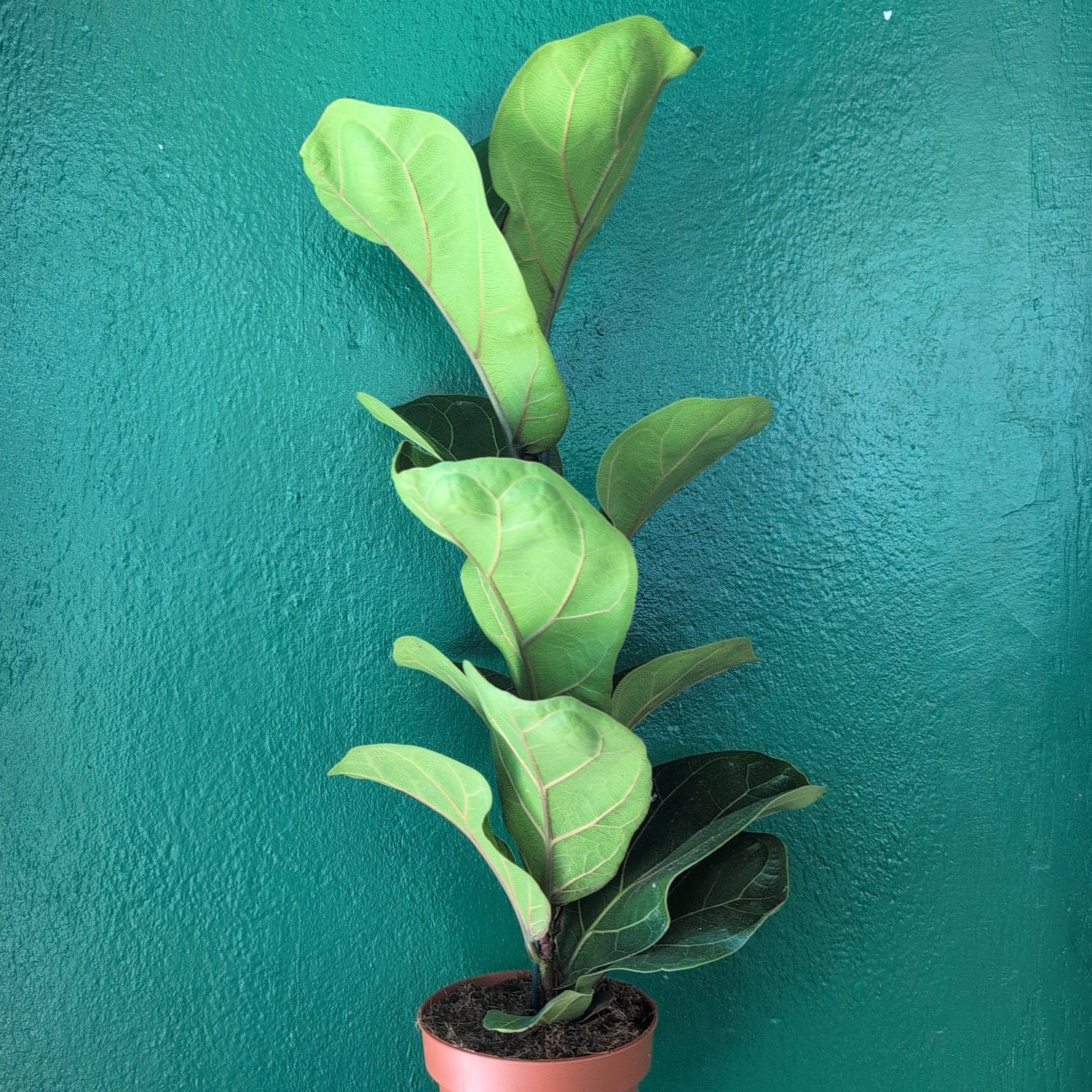 Ficus lyrata &