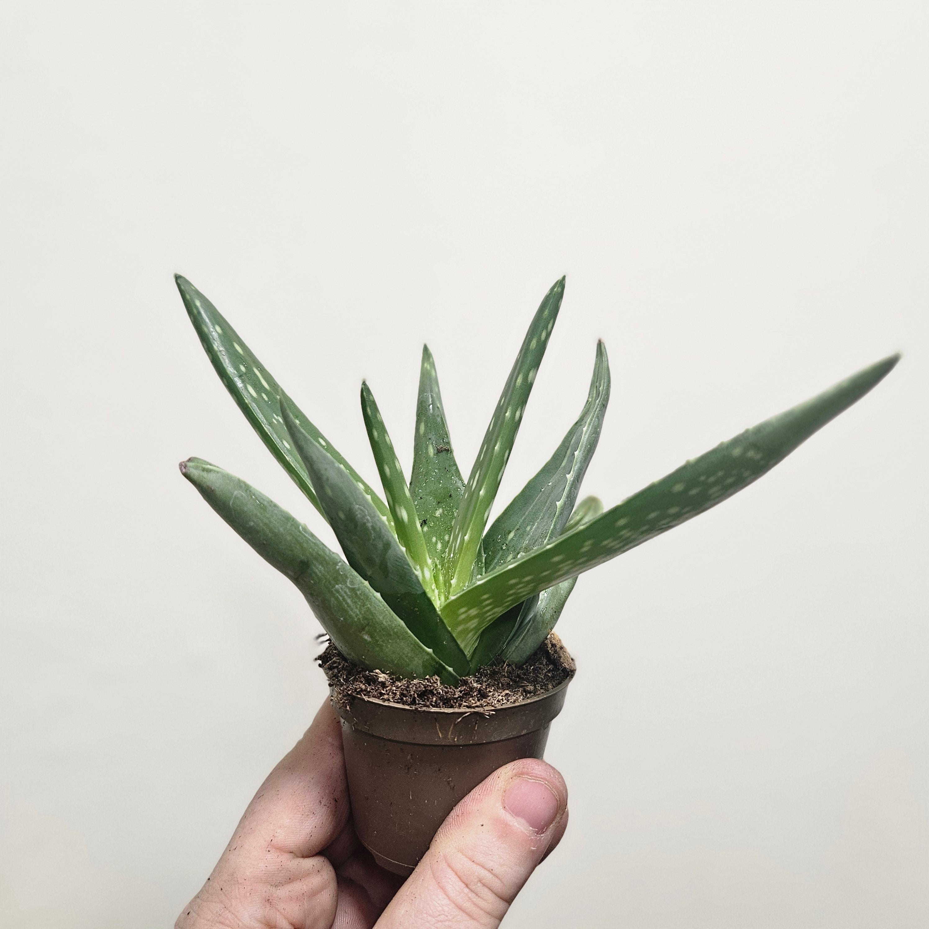 Aloe vera (Succulent plant)
