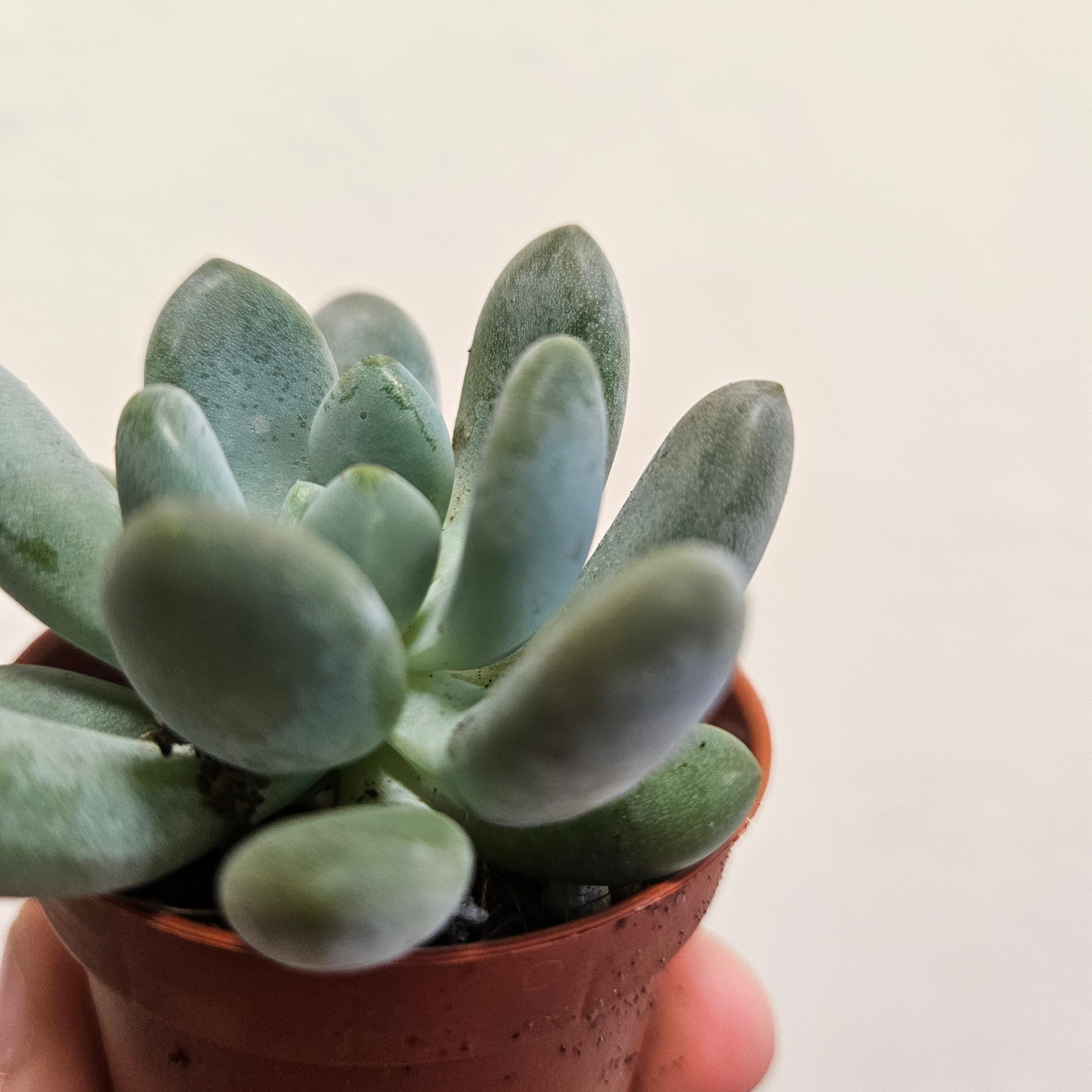 Pachyveria claviflolia (Jeweled Crown)