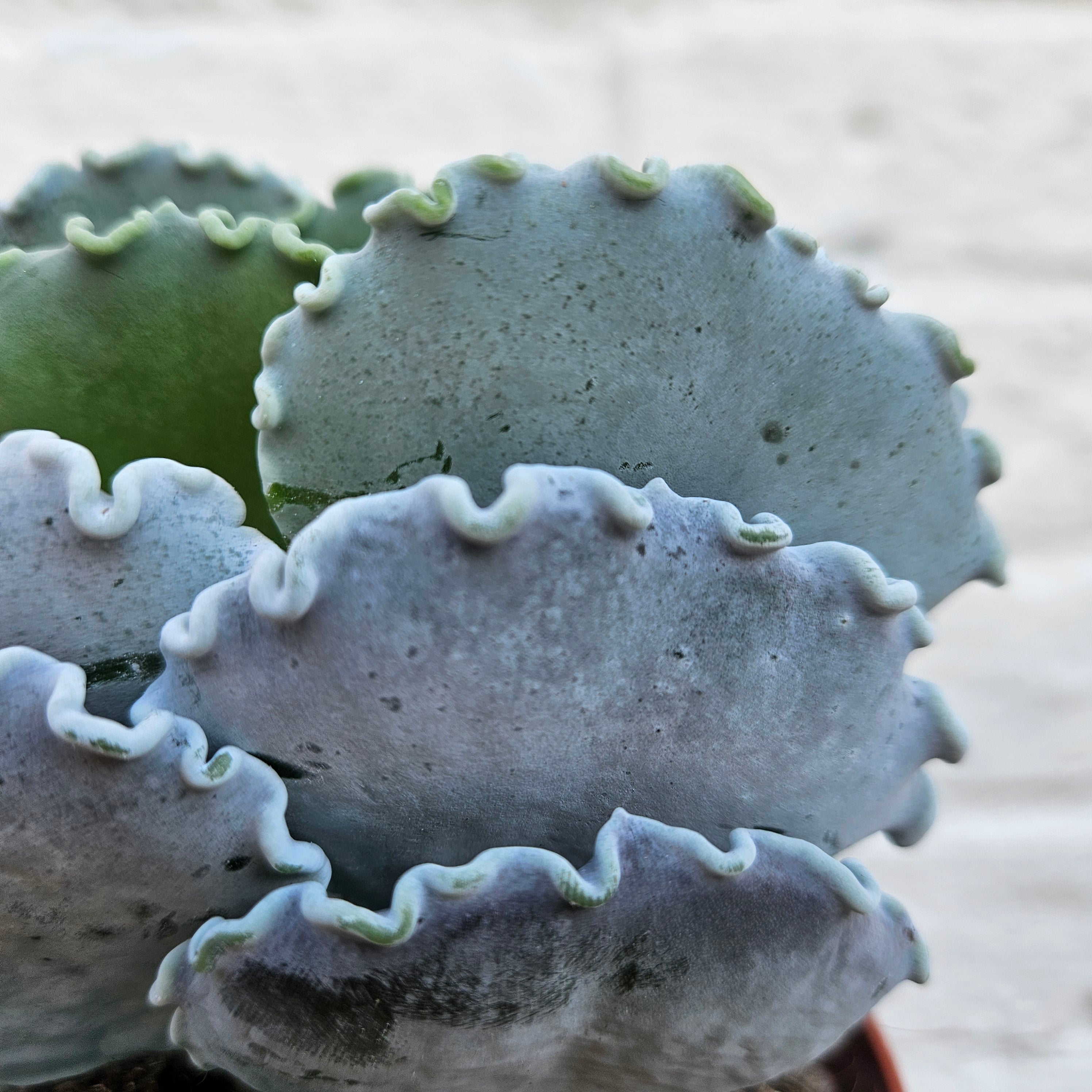 Cotyledon undulata (Silver Ruffles/Silver Crown)