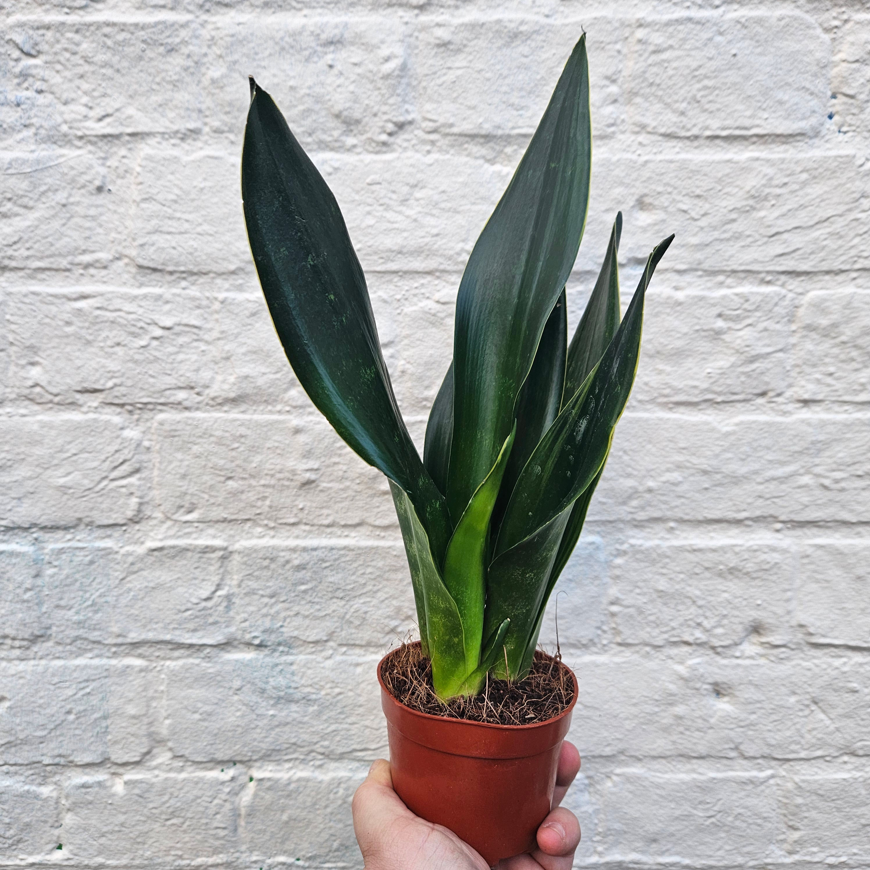 sansevieria black diamond Buy Sansevieria trifasciata 'Black Diamond'