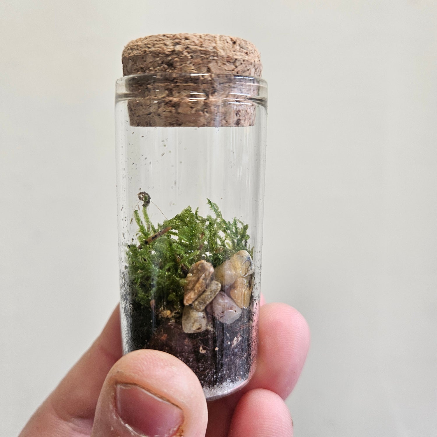 Closed mossarium with cork