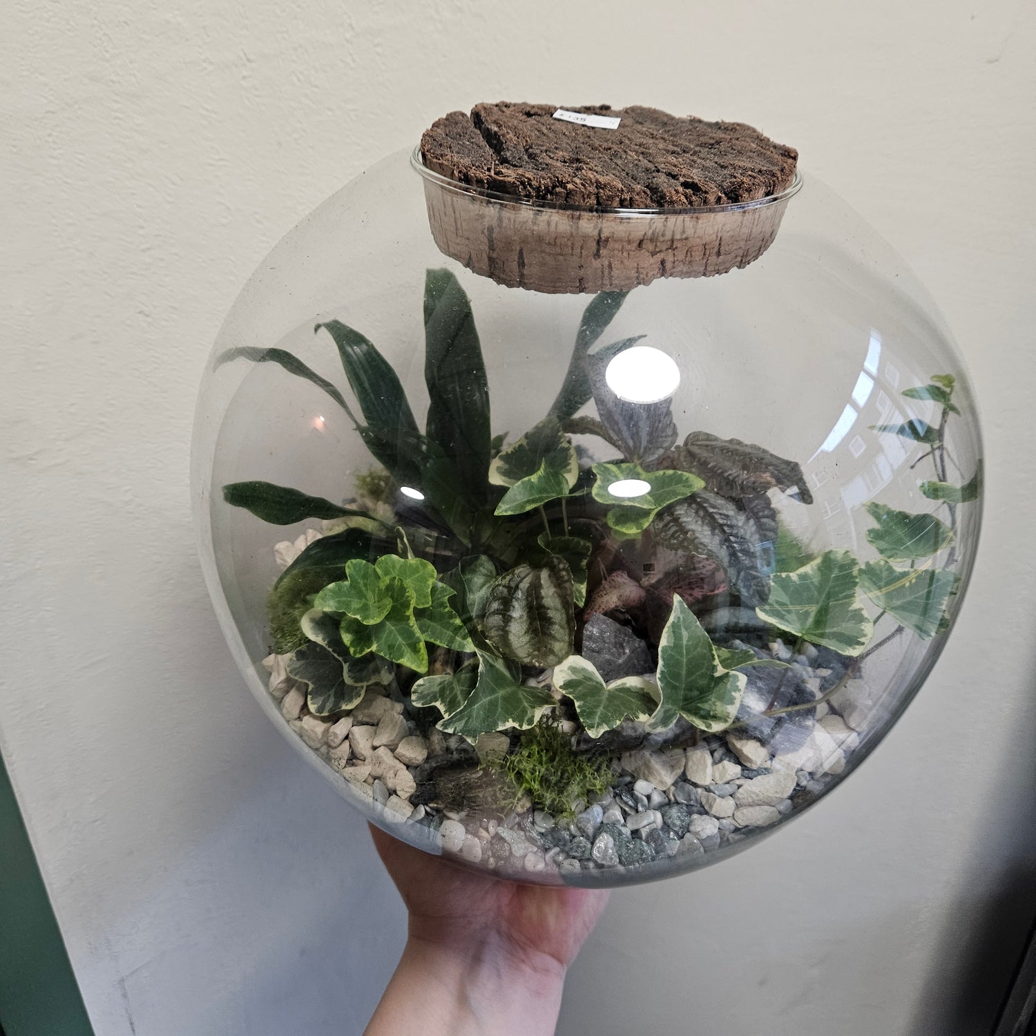 Large Dome Shaped Closed Terrarium with antique lid