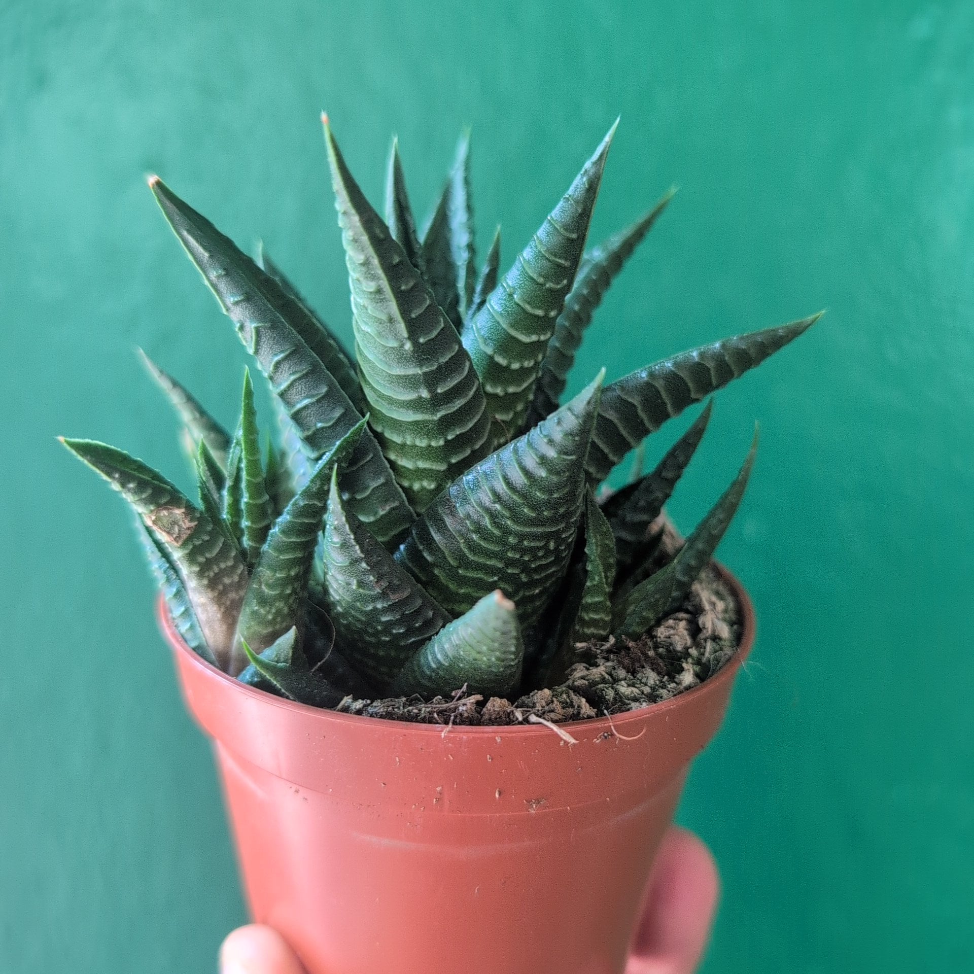 Haworthia limifolia (Fairy Washboard)
