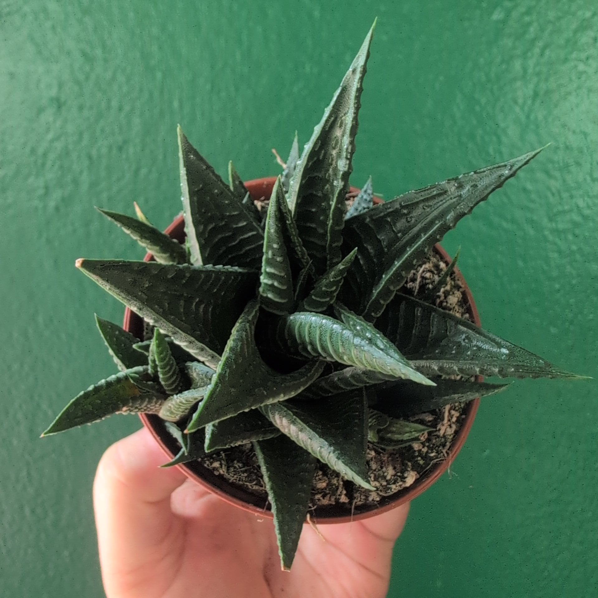 Haworthia limifolia (Fairy Washboard)
