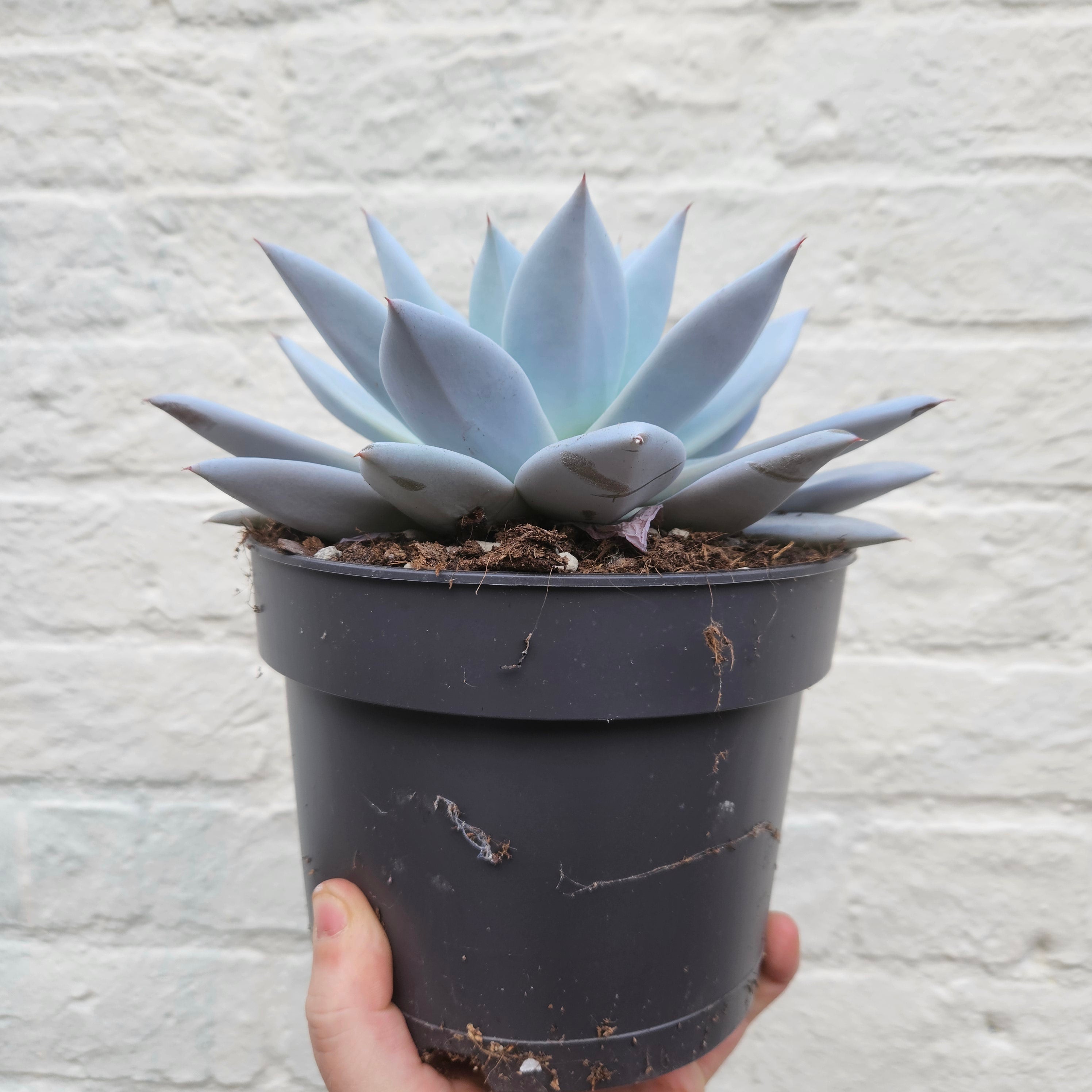 Echeveria &