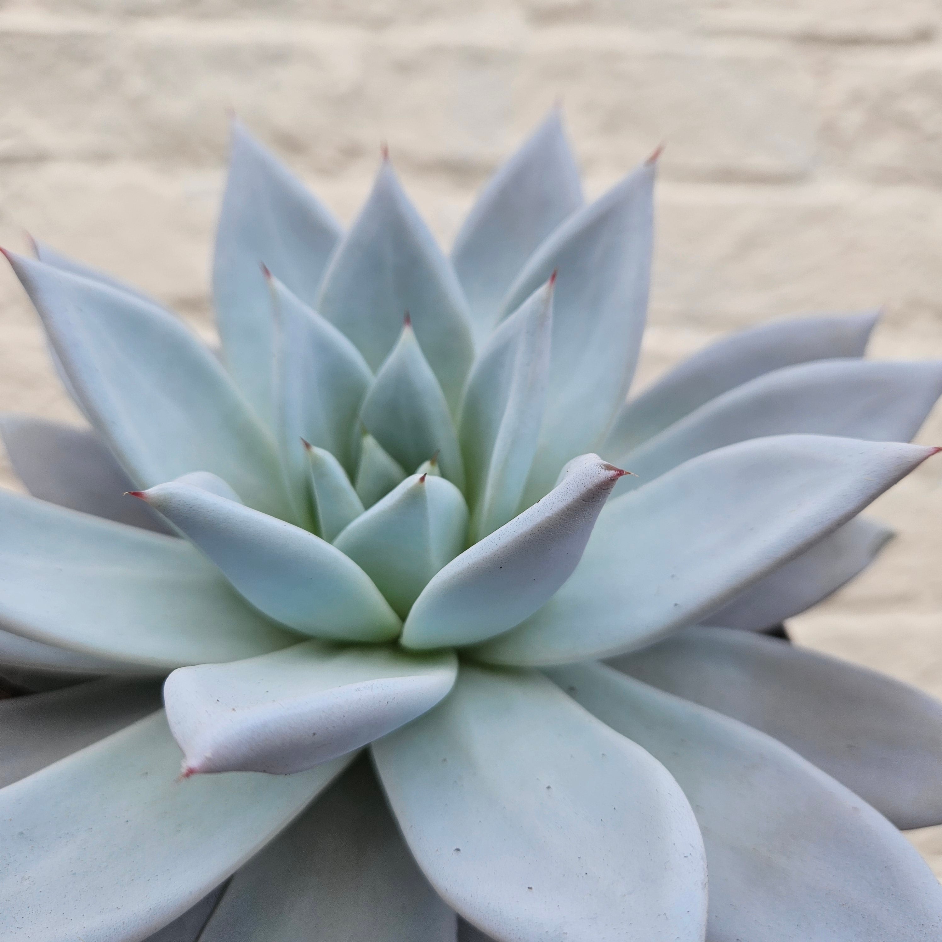 Echeveria &