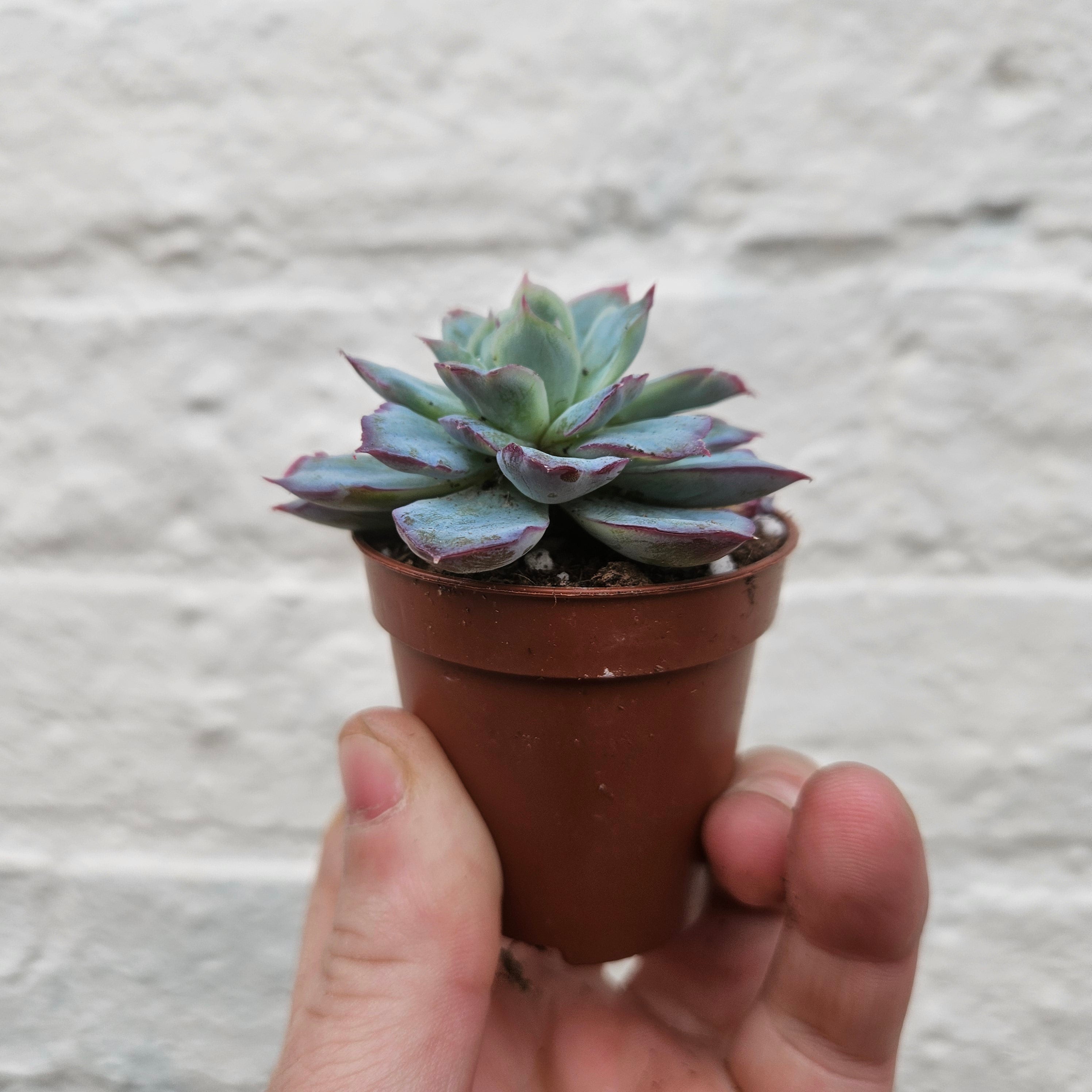Echeveria &