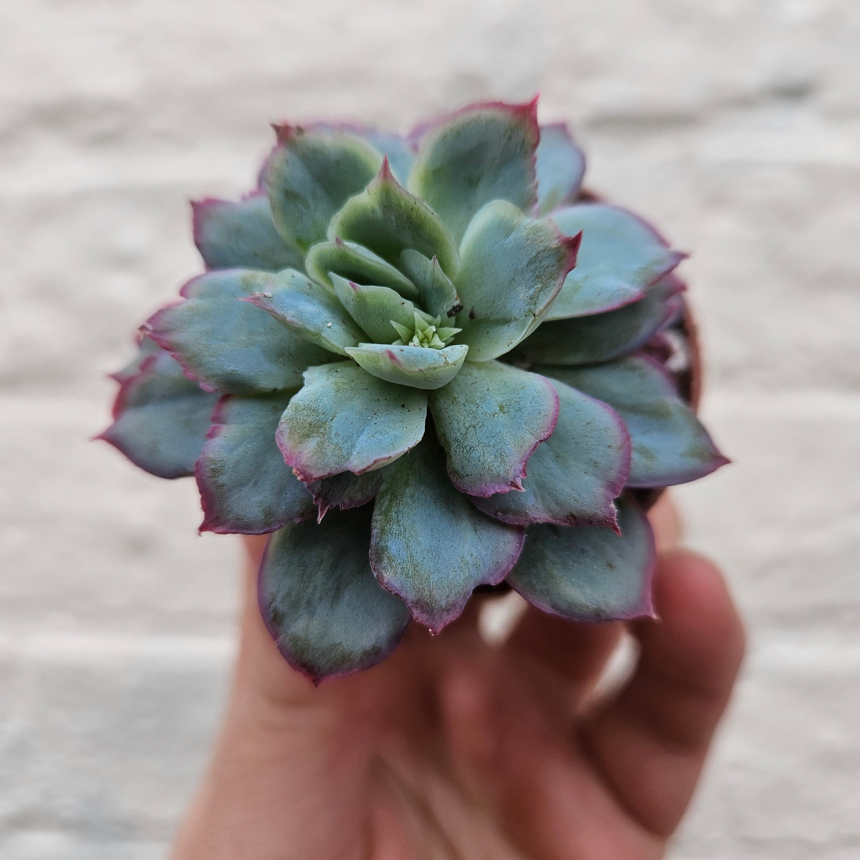 Echeveria &