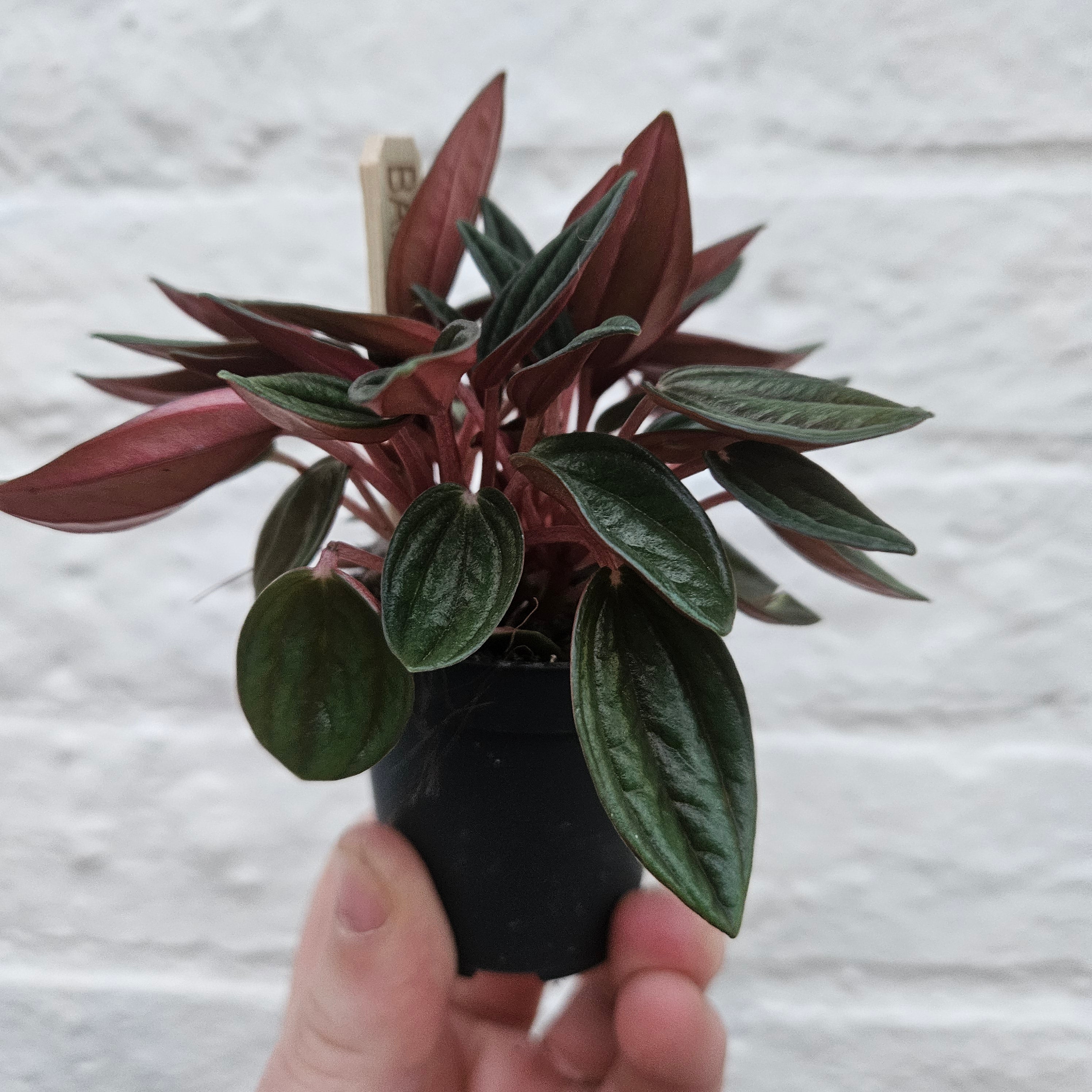 Peperomia Caperata &