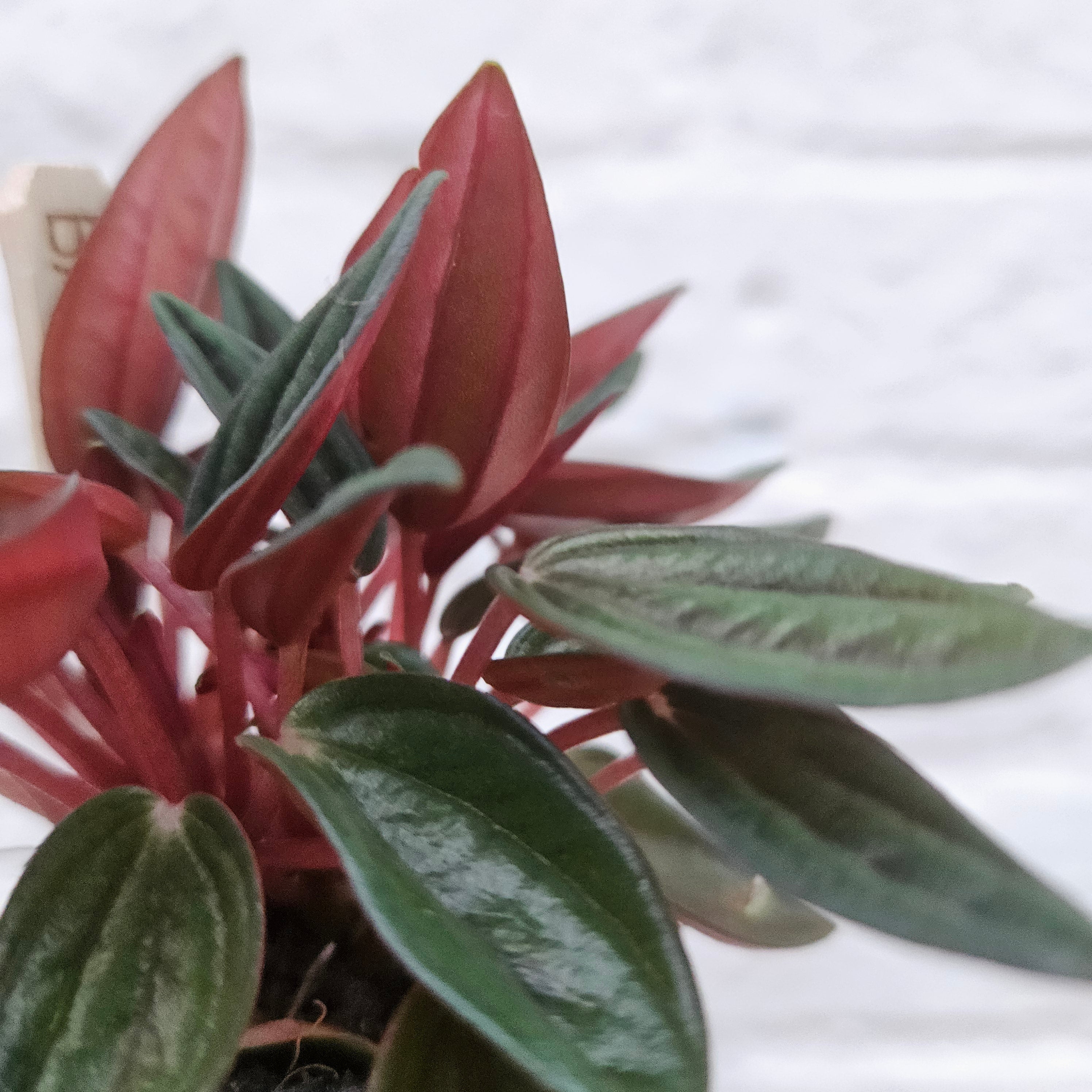 Peperomia Caperata &