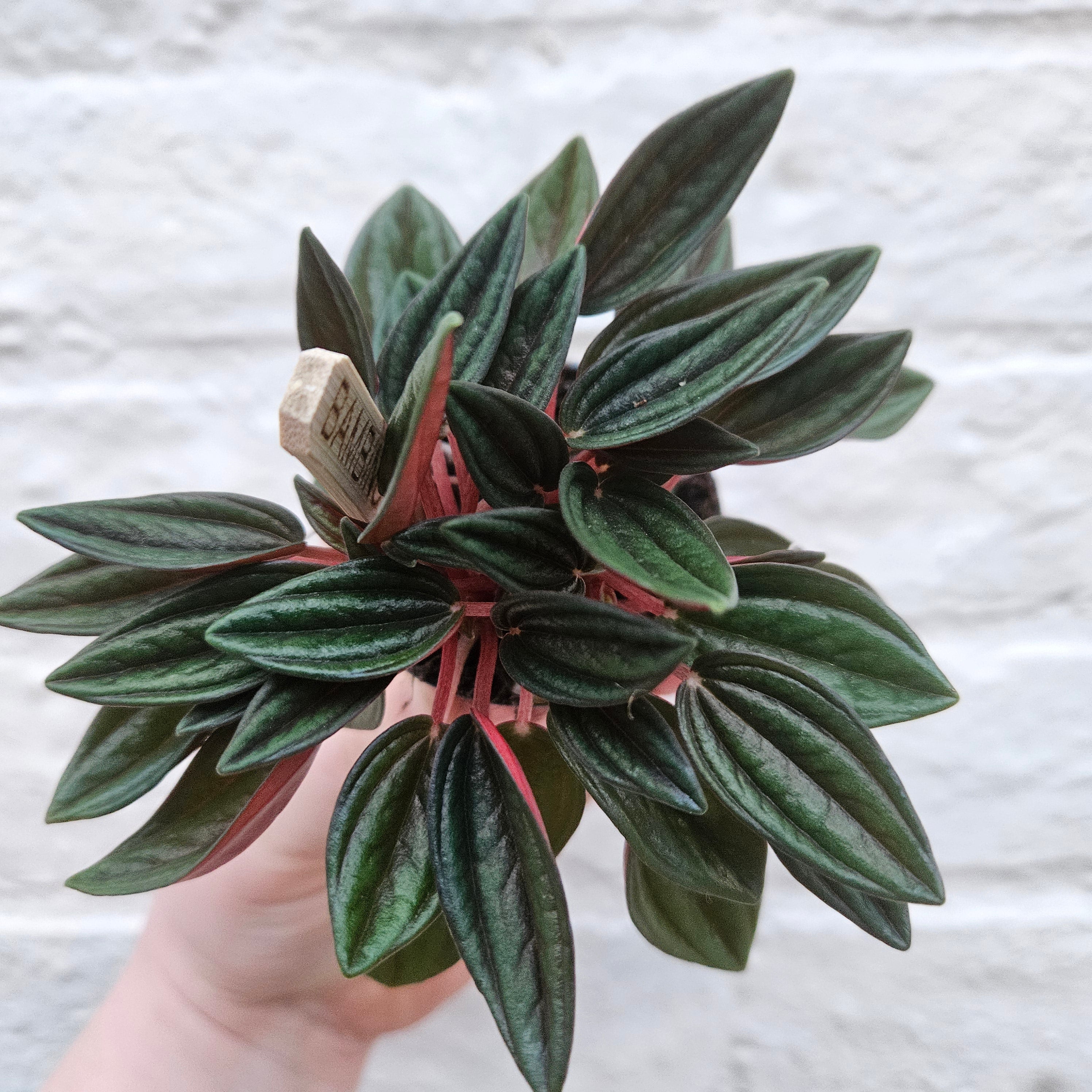 Peperomia Caperata &