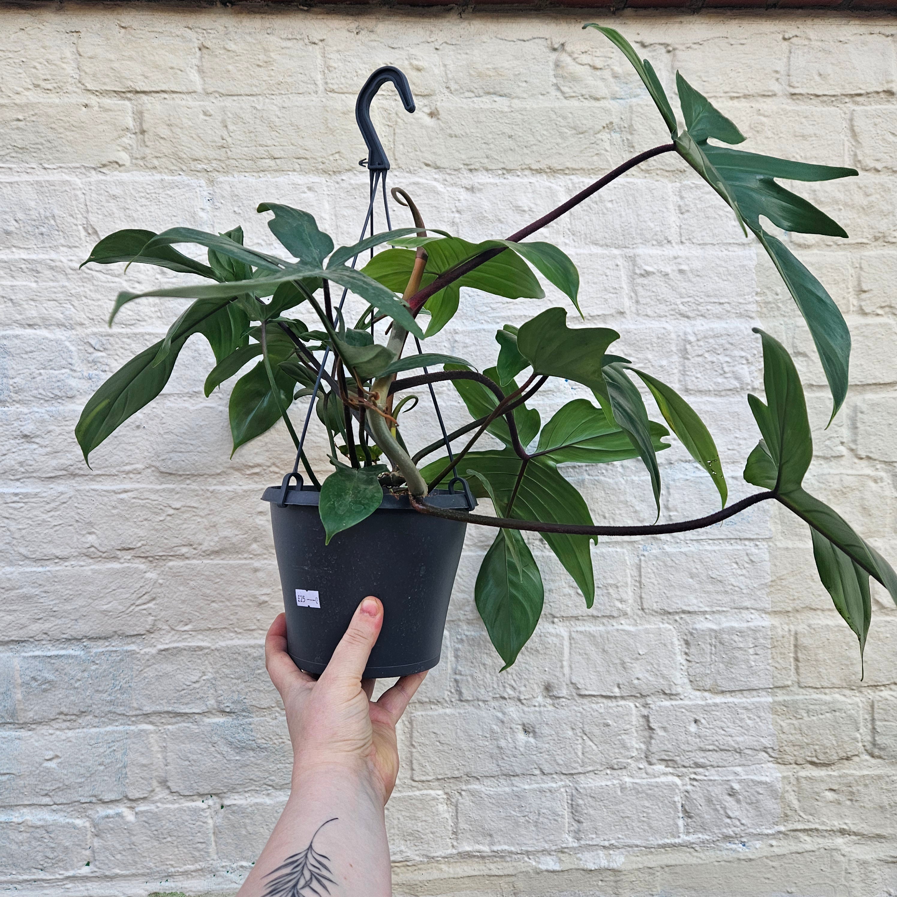 Philodendron &