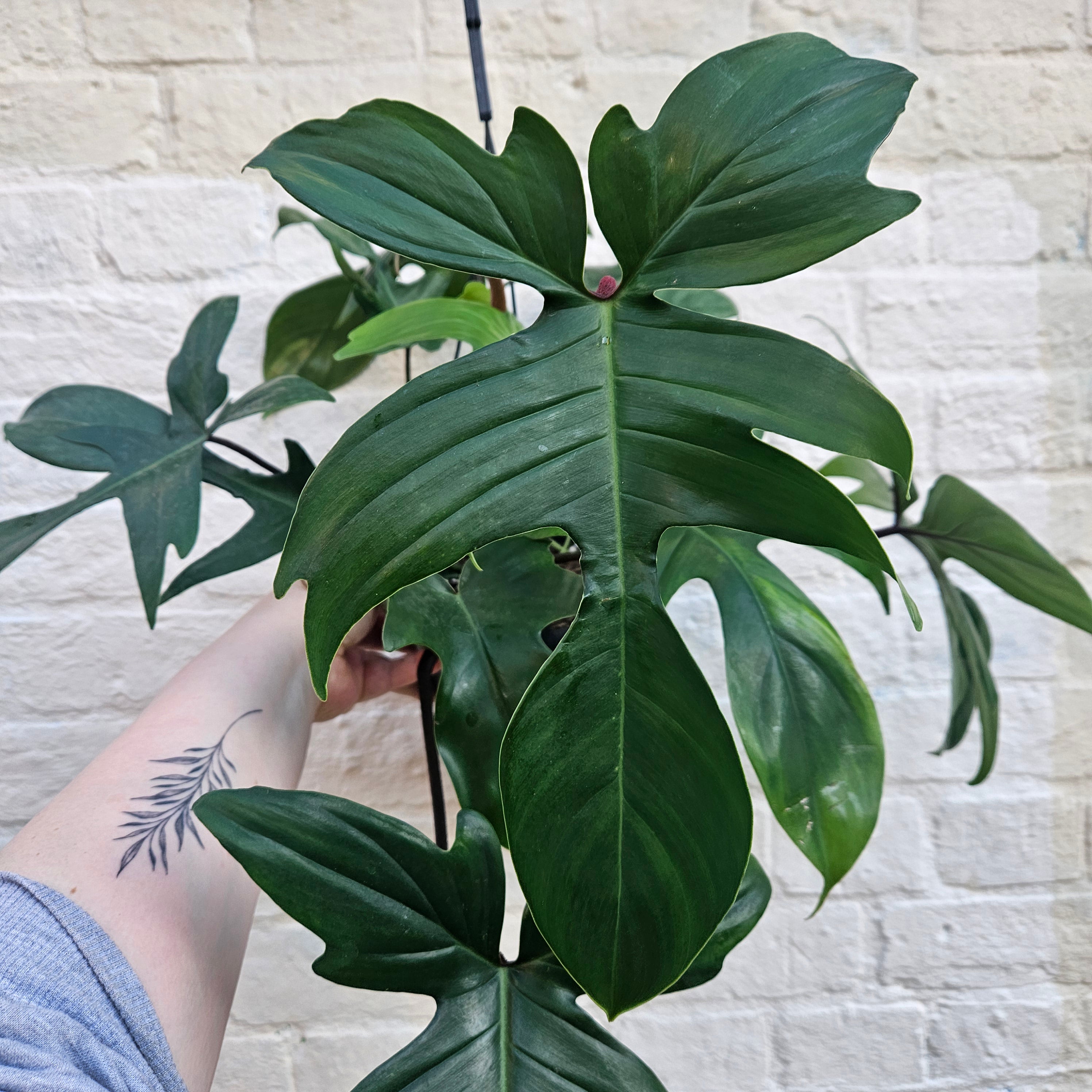 Philodendron &