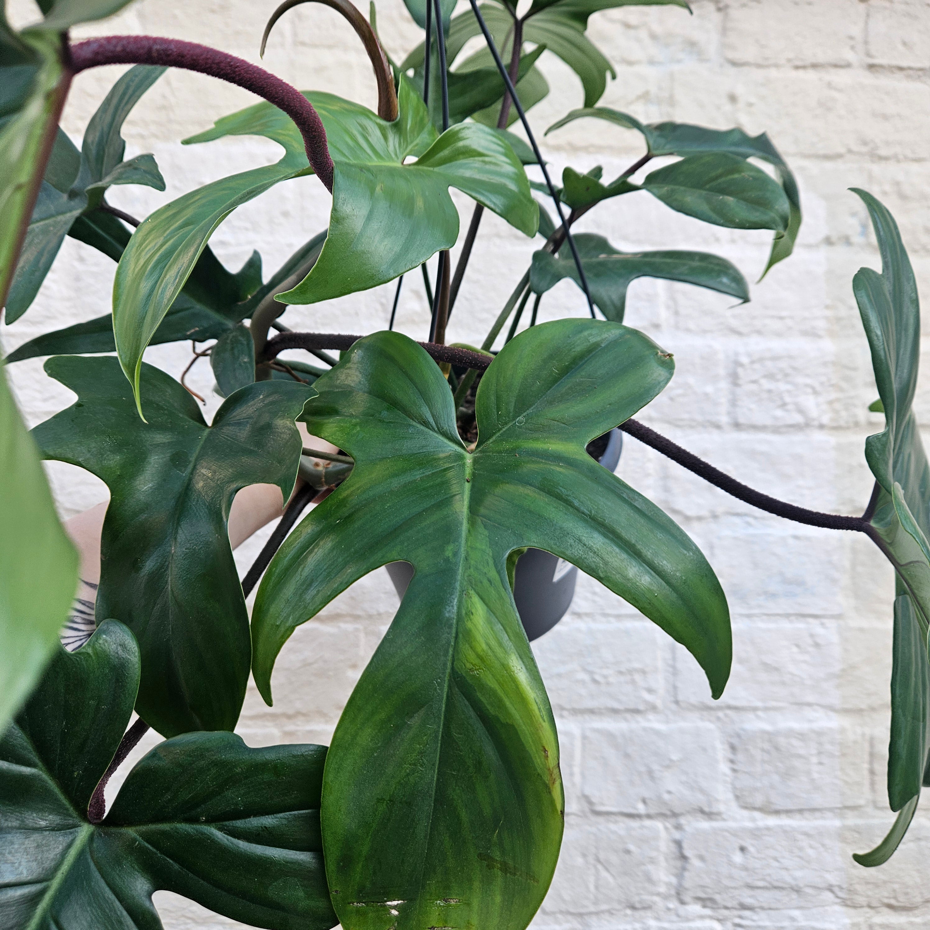 Philodendron &