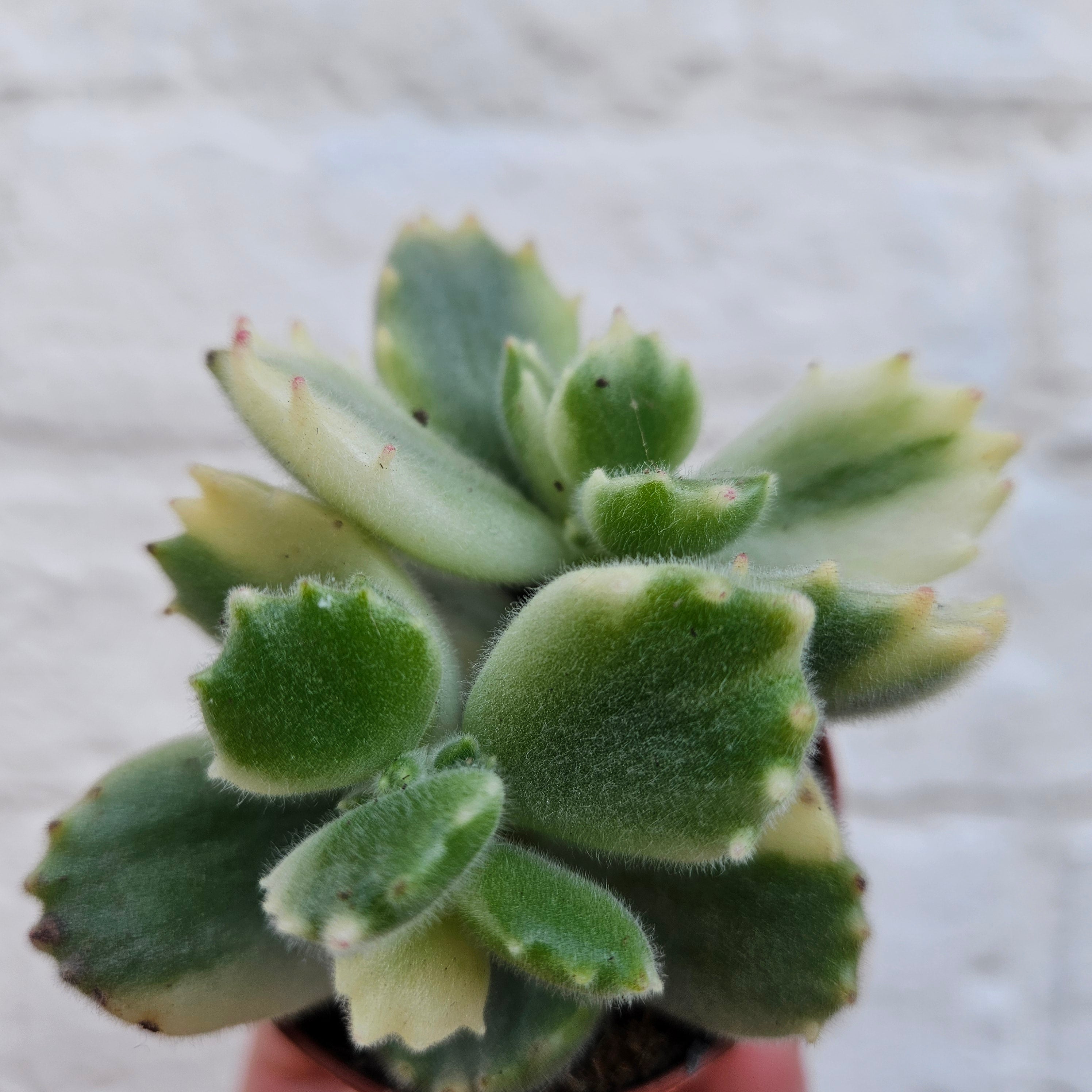 Cotyledon tomentosa &