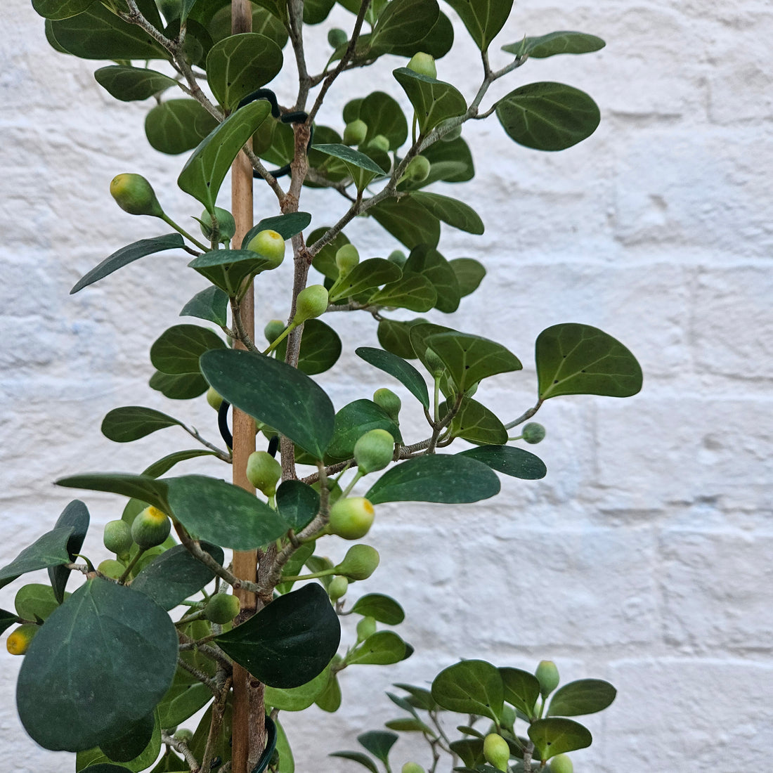 Ficus deltoidea (Mistletoe Fig)
