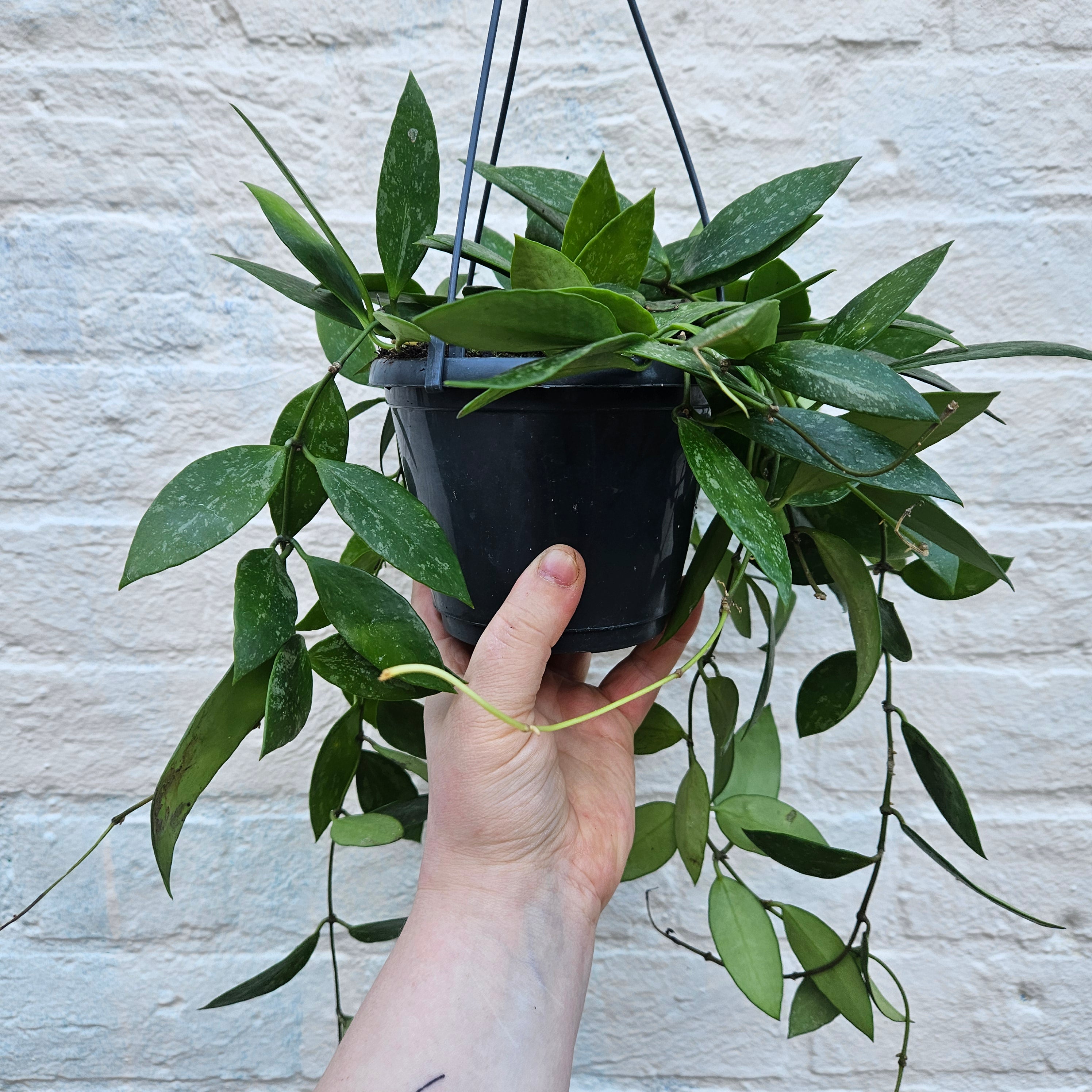 Hoya carnosa &