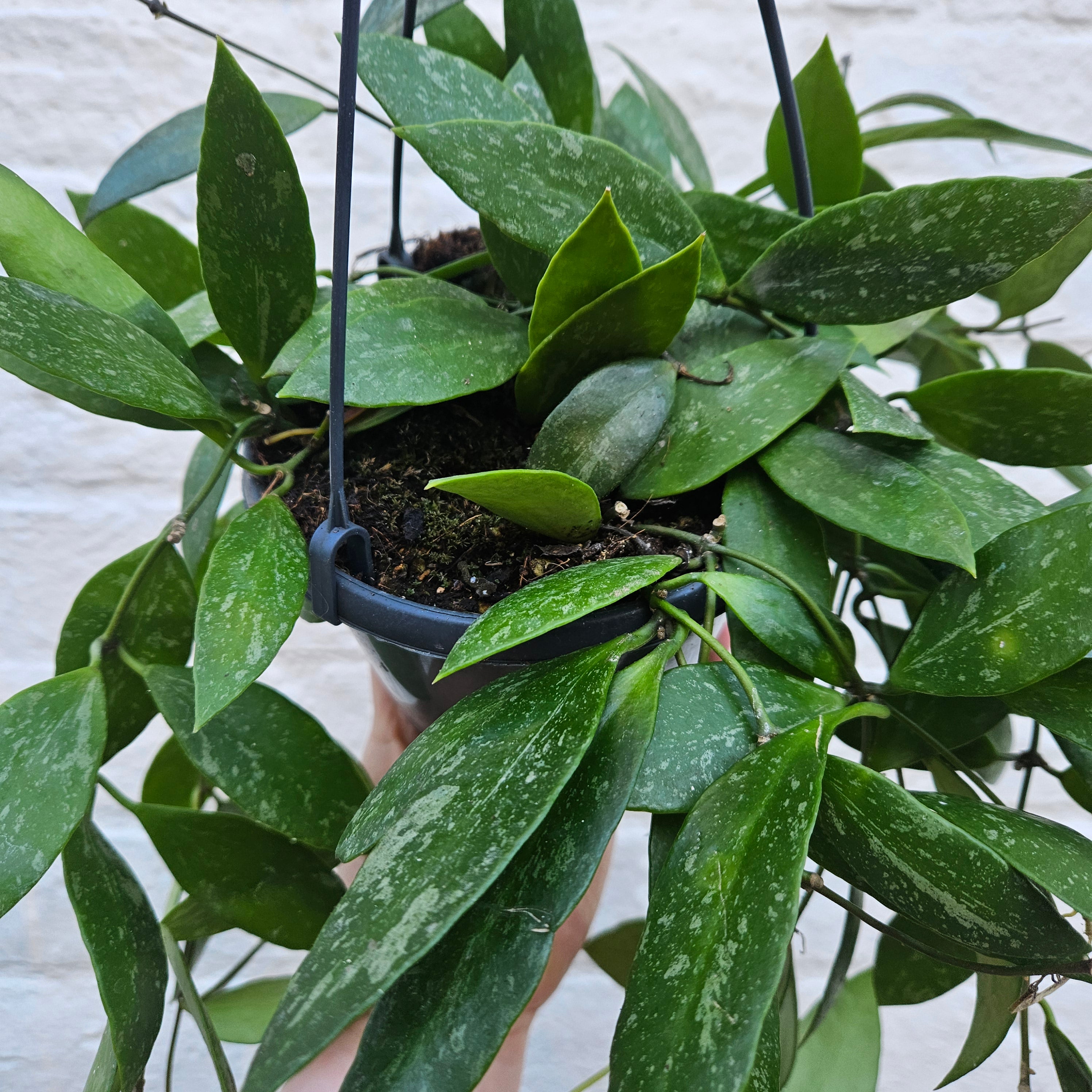 Hoya carnosa &