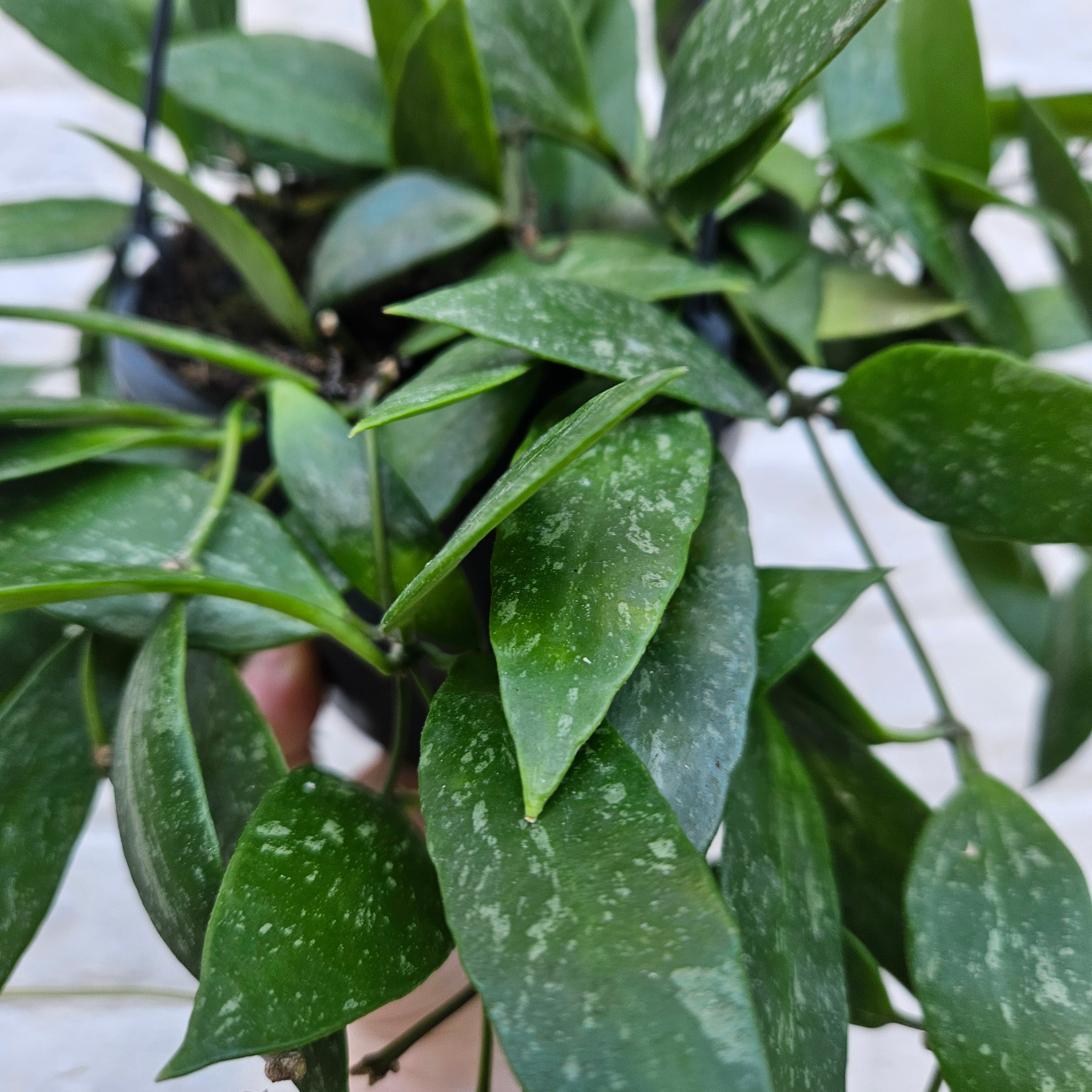 Hoya carnosa &
