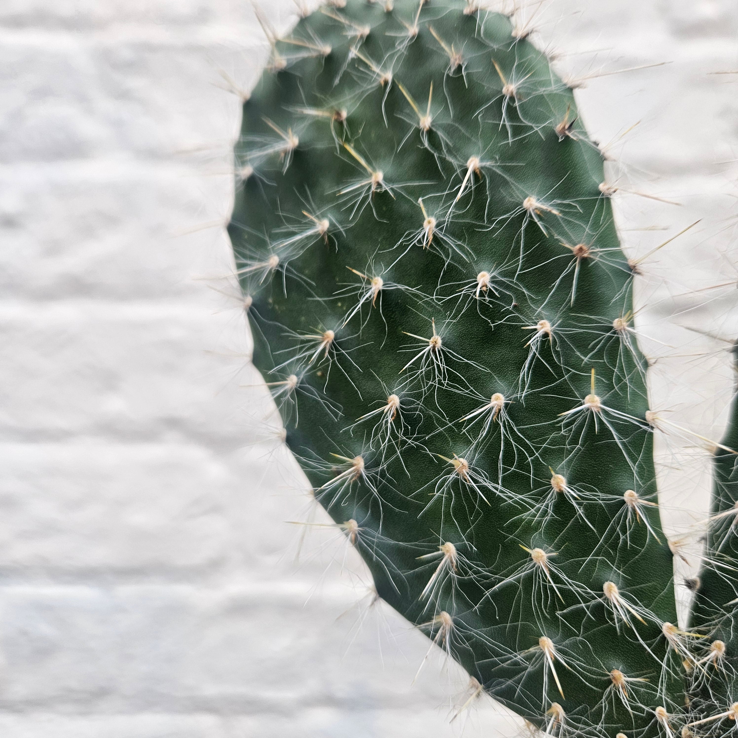 Opuntia pylana (Bunny ears cactus)