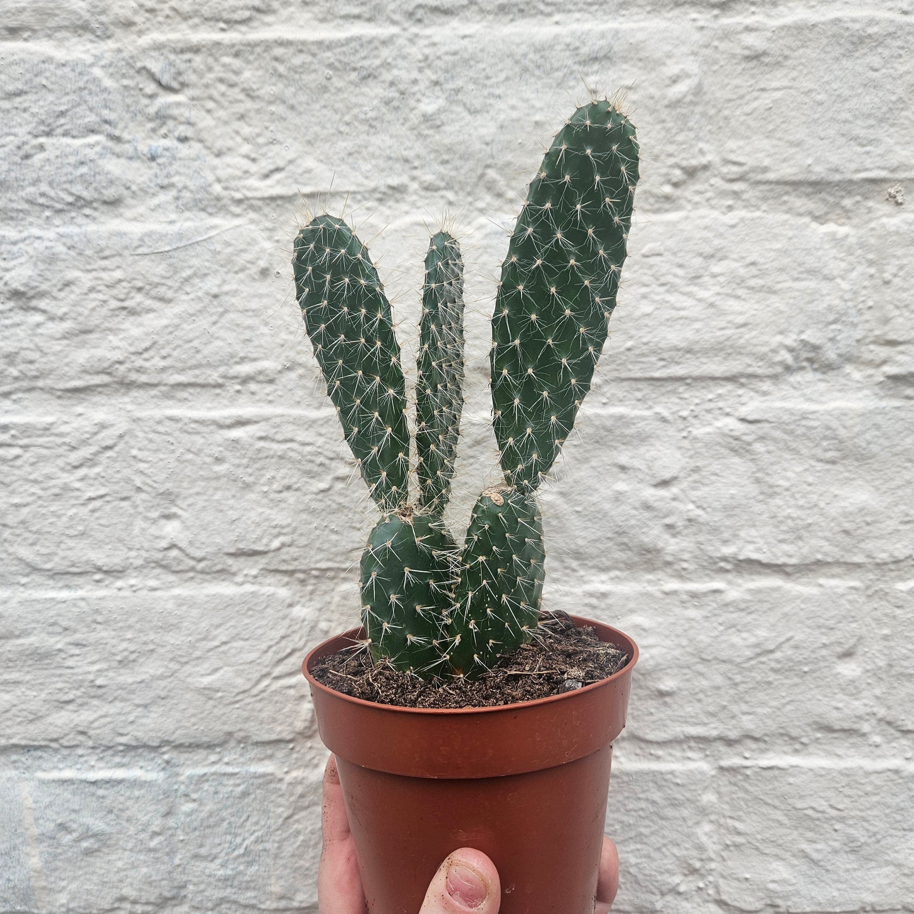 Opuntia pylana (Bunny ears cactus)