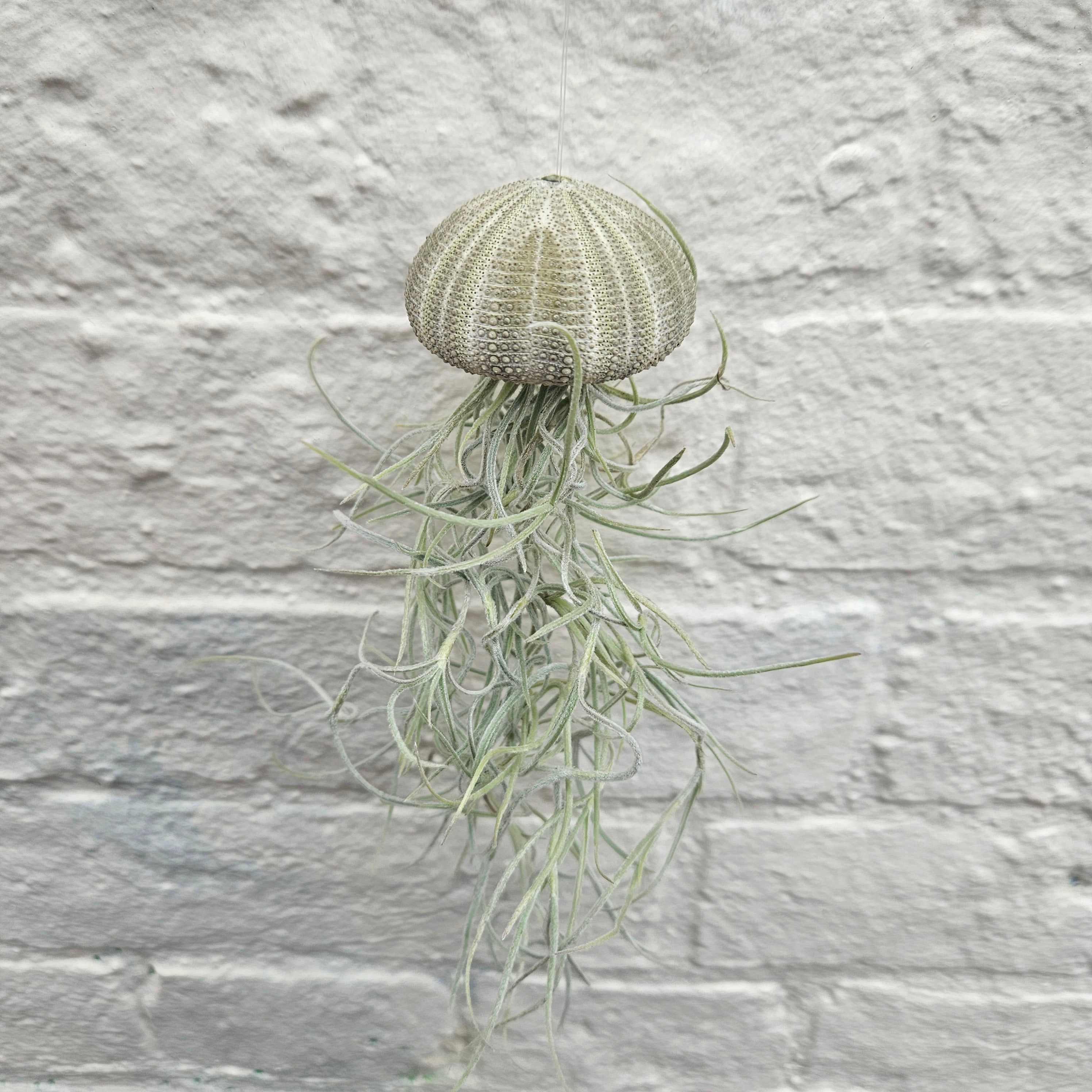 Tillandsia usneoides &