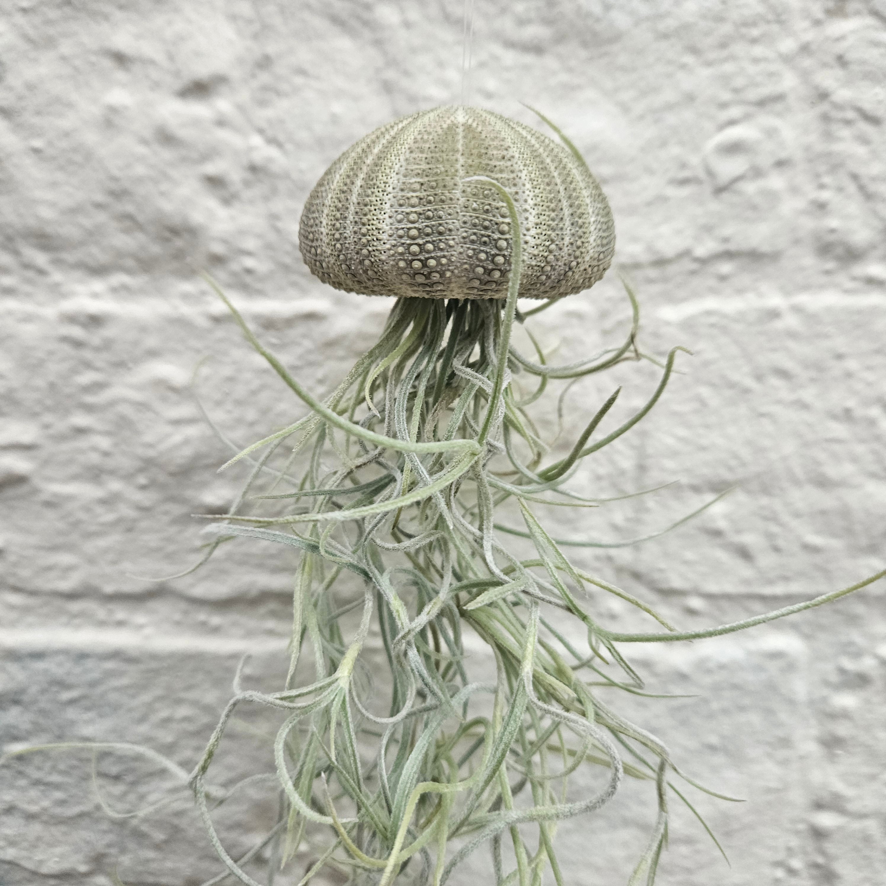 Tillandsia usneoides (Spanish Moss)