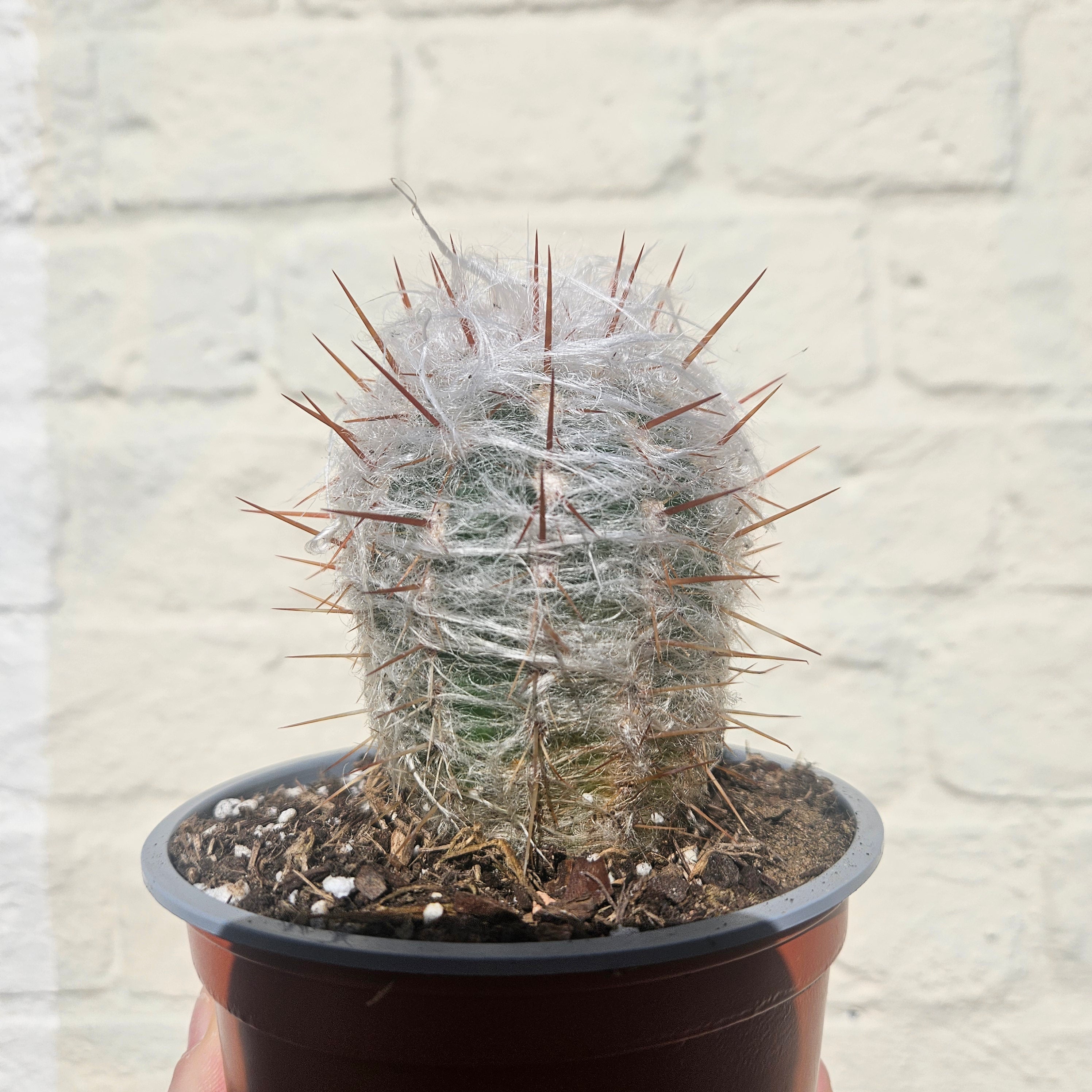Oreocereus trollii (Old Man Cactus/ Old Man of the Andes) - British Grown Cacti